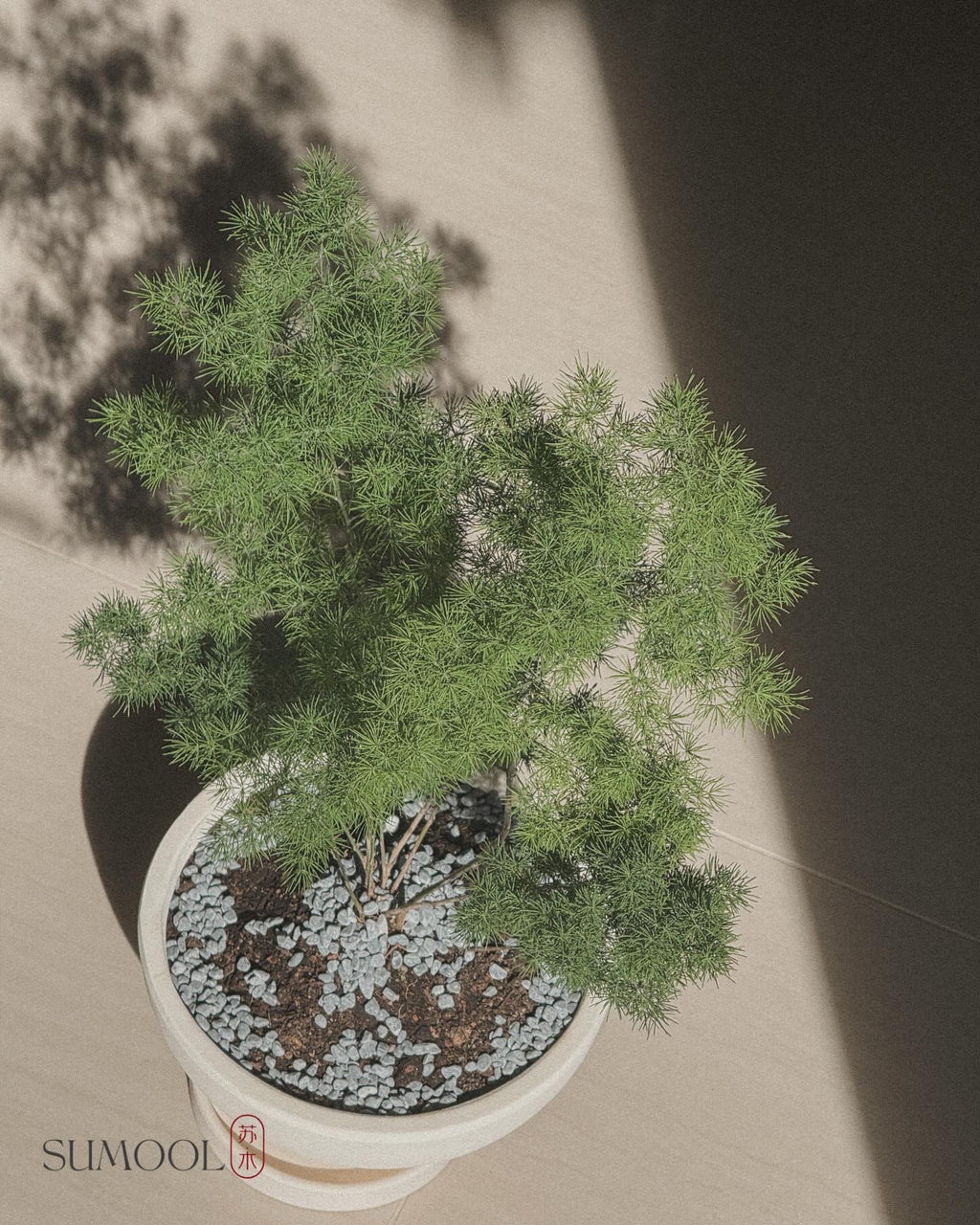 Asparagus Retrofractus