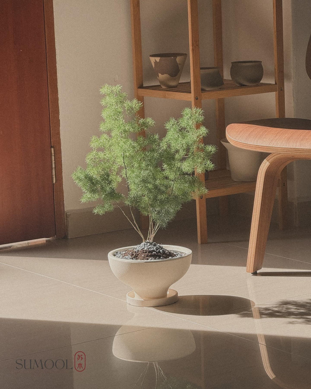 Asparagus Retrofractus