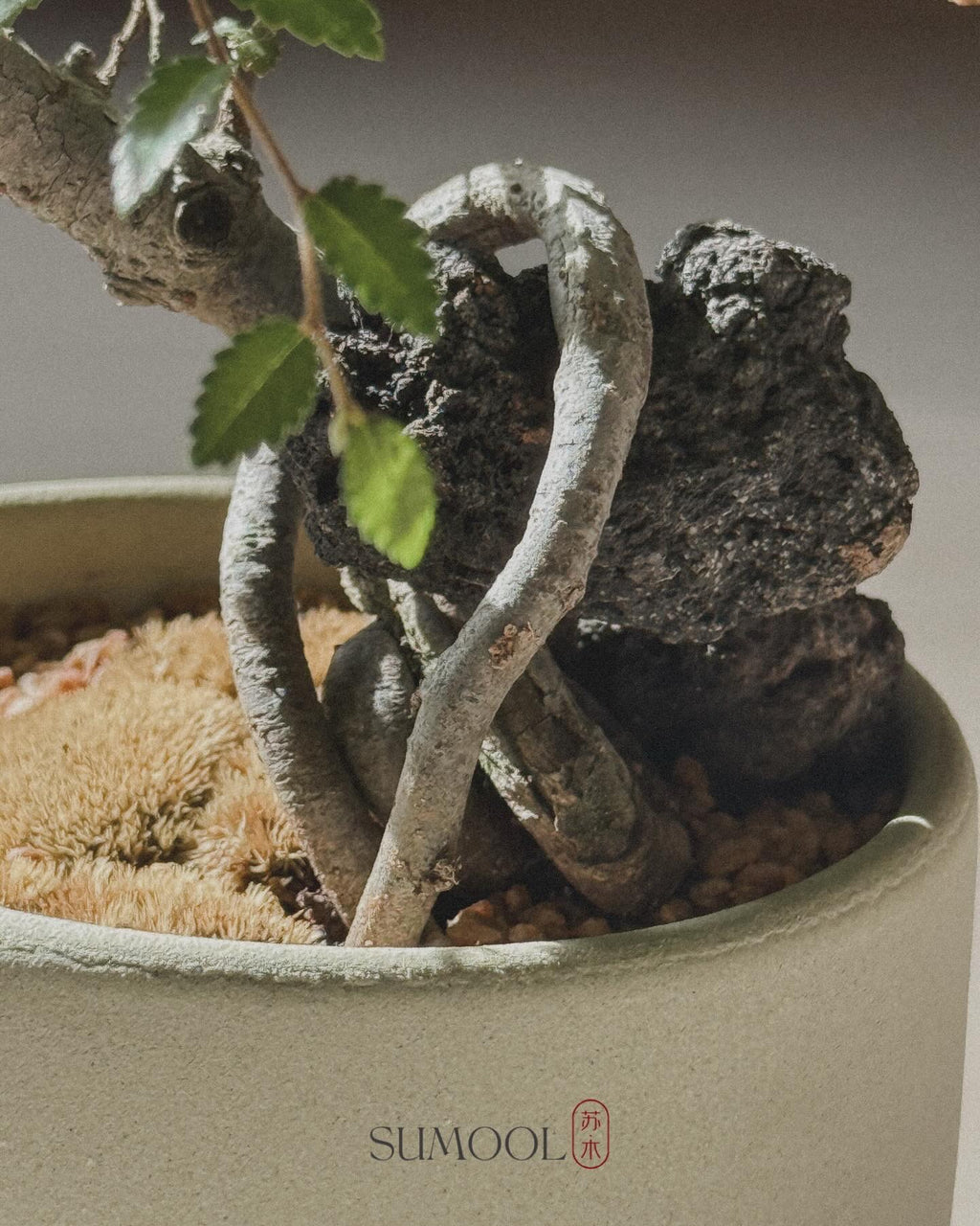 Chinese Elm Bonsai