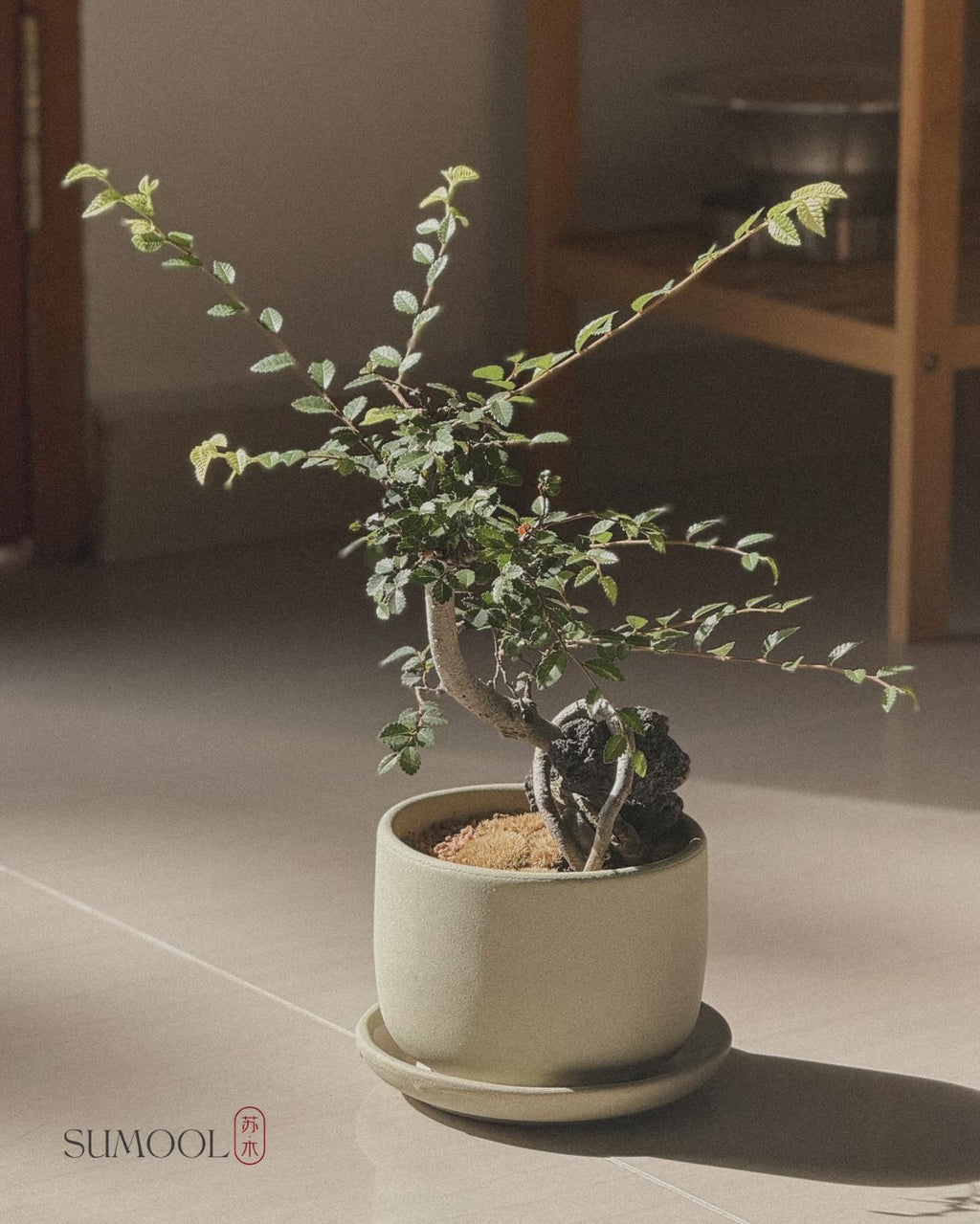 Chinese Elm Bonsai