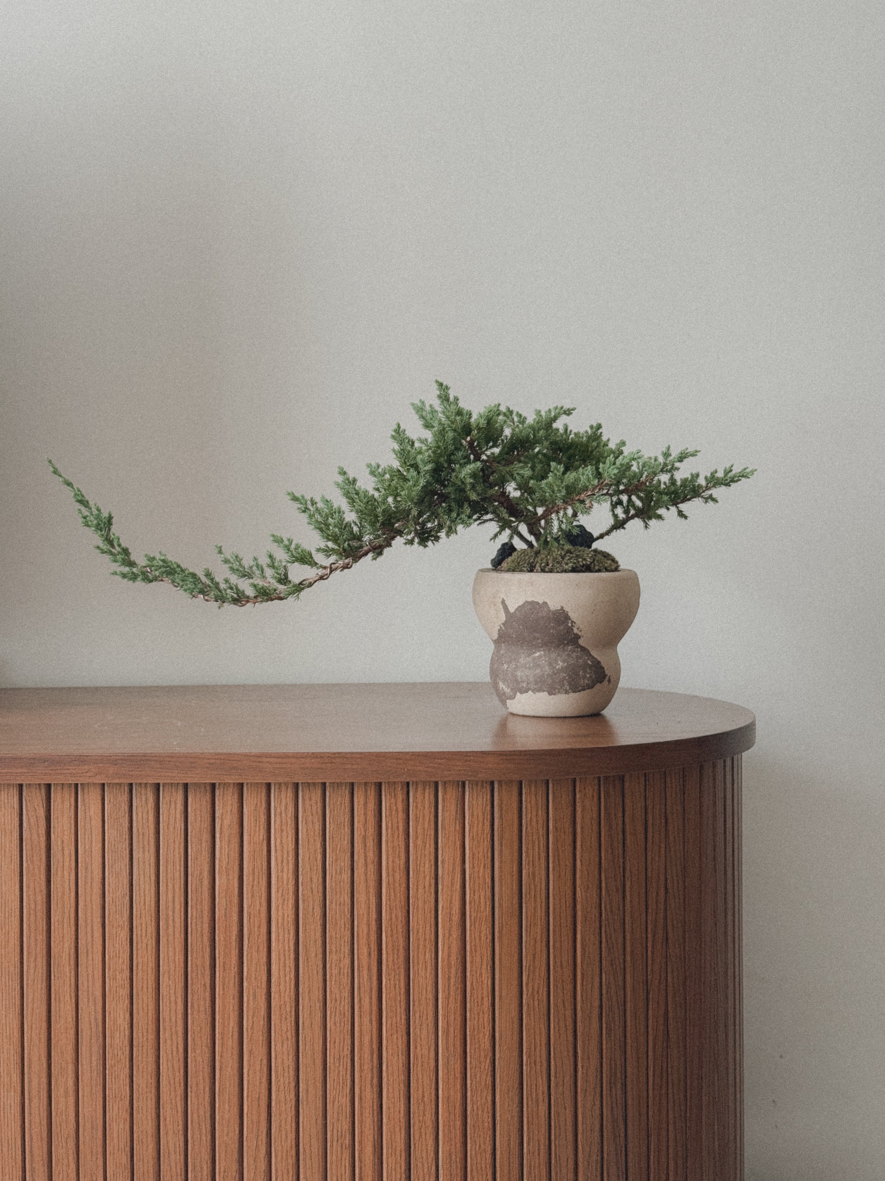 Japanese Juniper Sleeping Pine