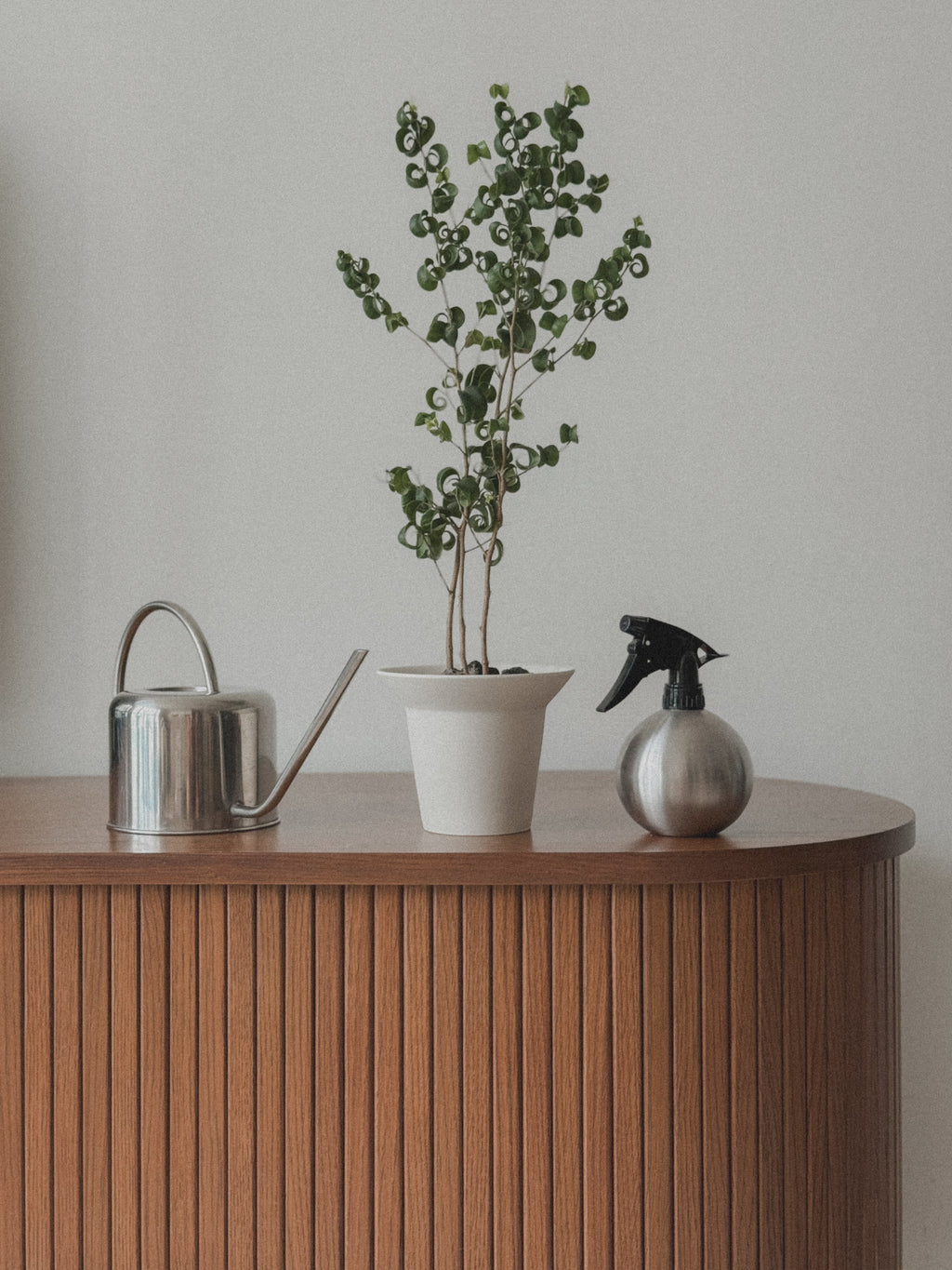 Ficus Benjamin