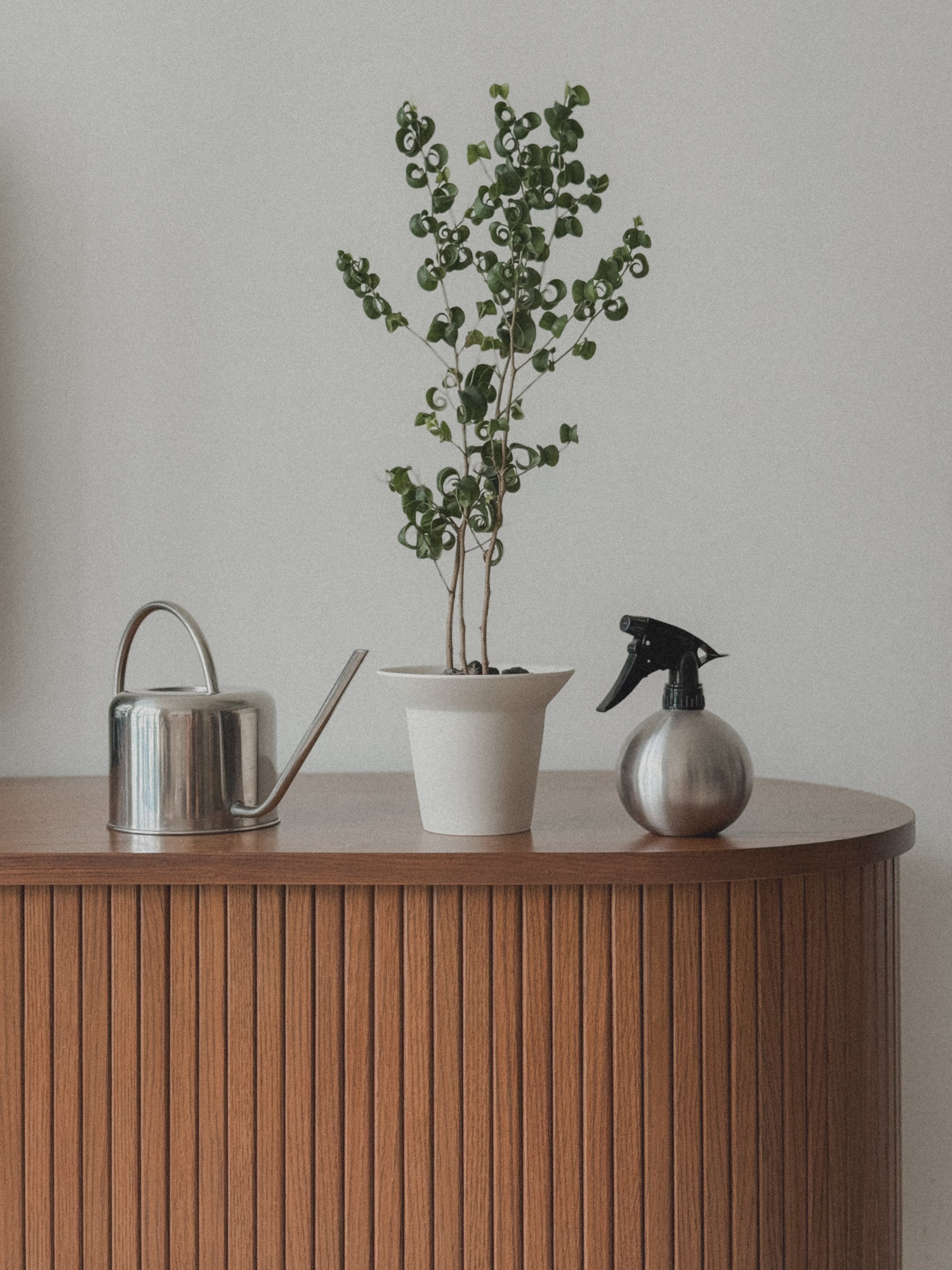 Ficus Benjamin