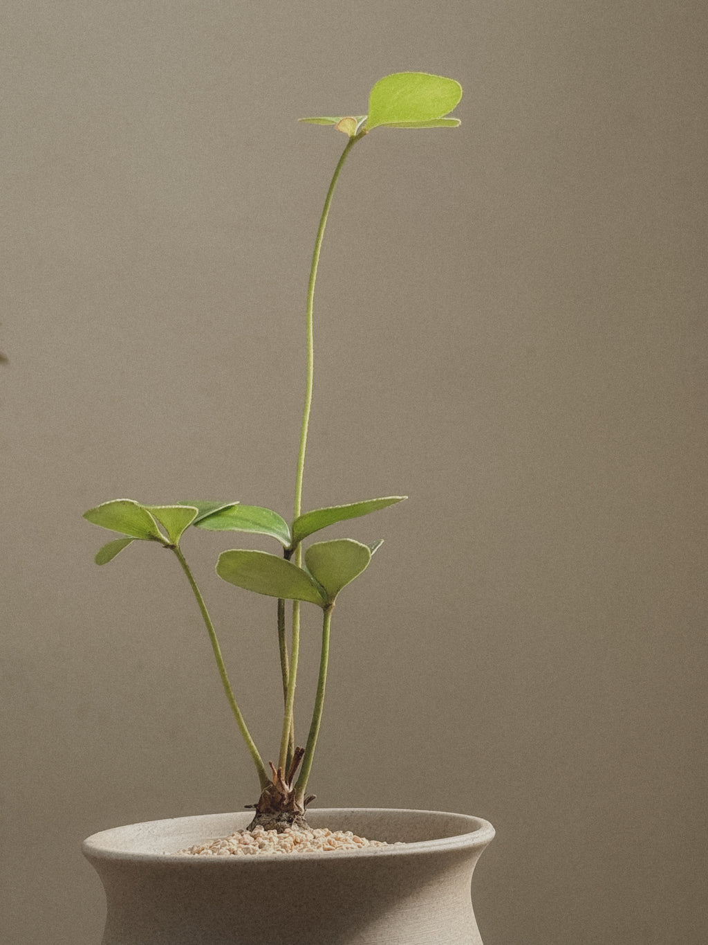 Zamia Furfuracea (Cardboard Palm)