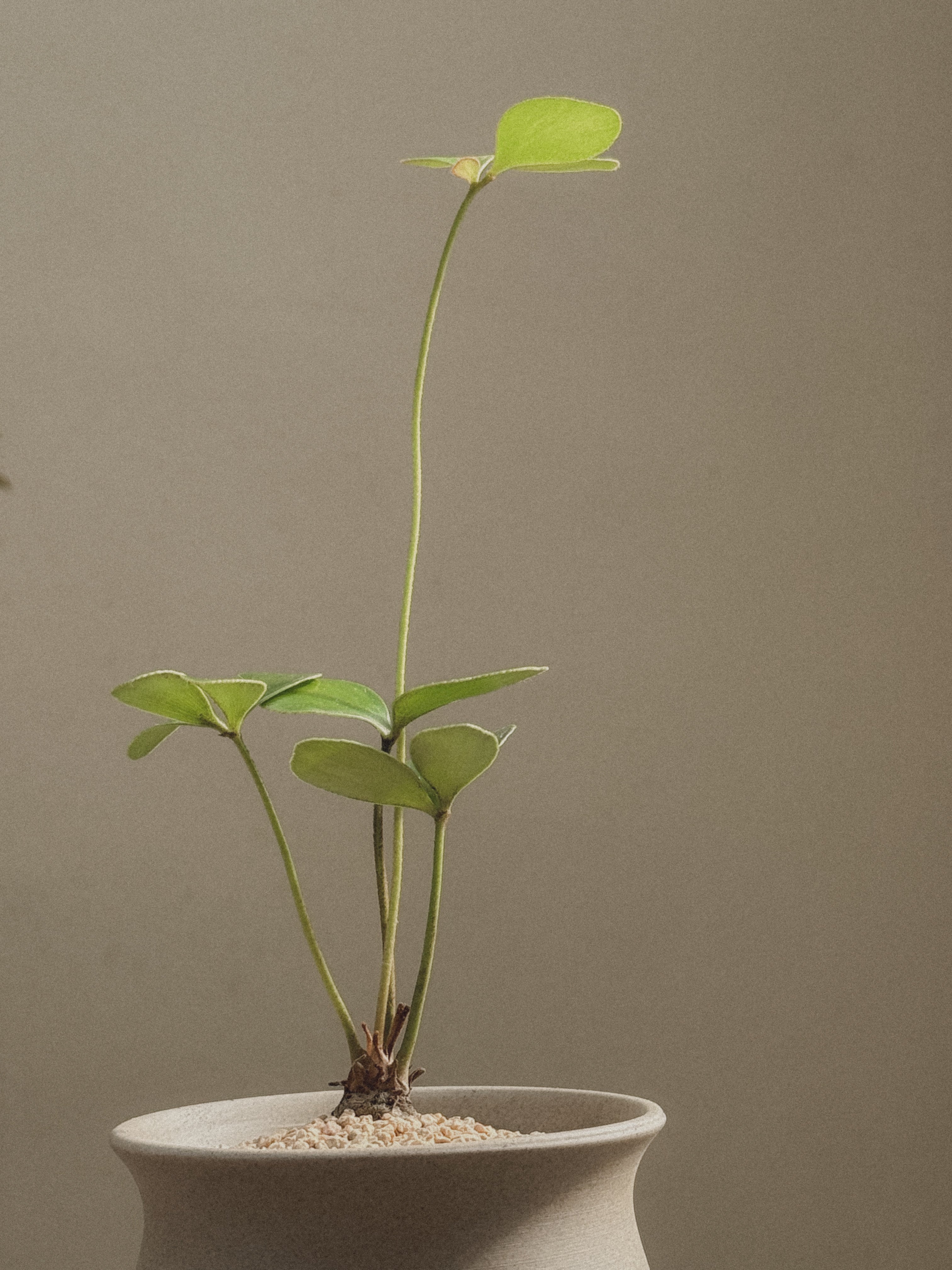 Zamia Furfuracea (Cardboard Palm)