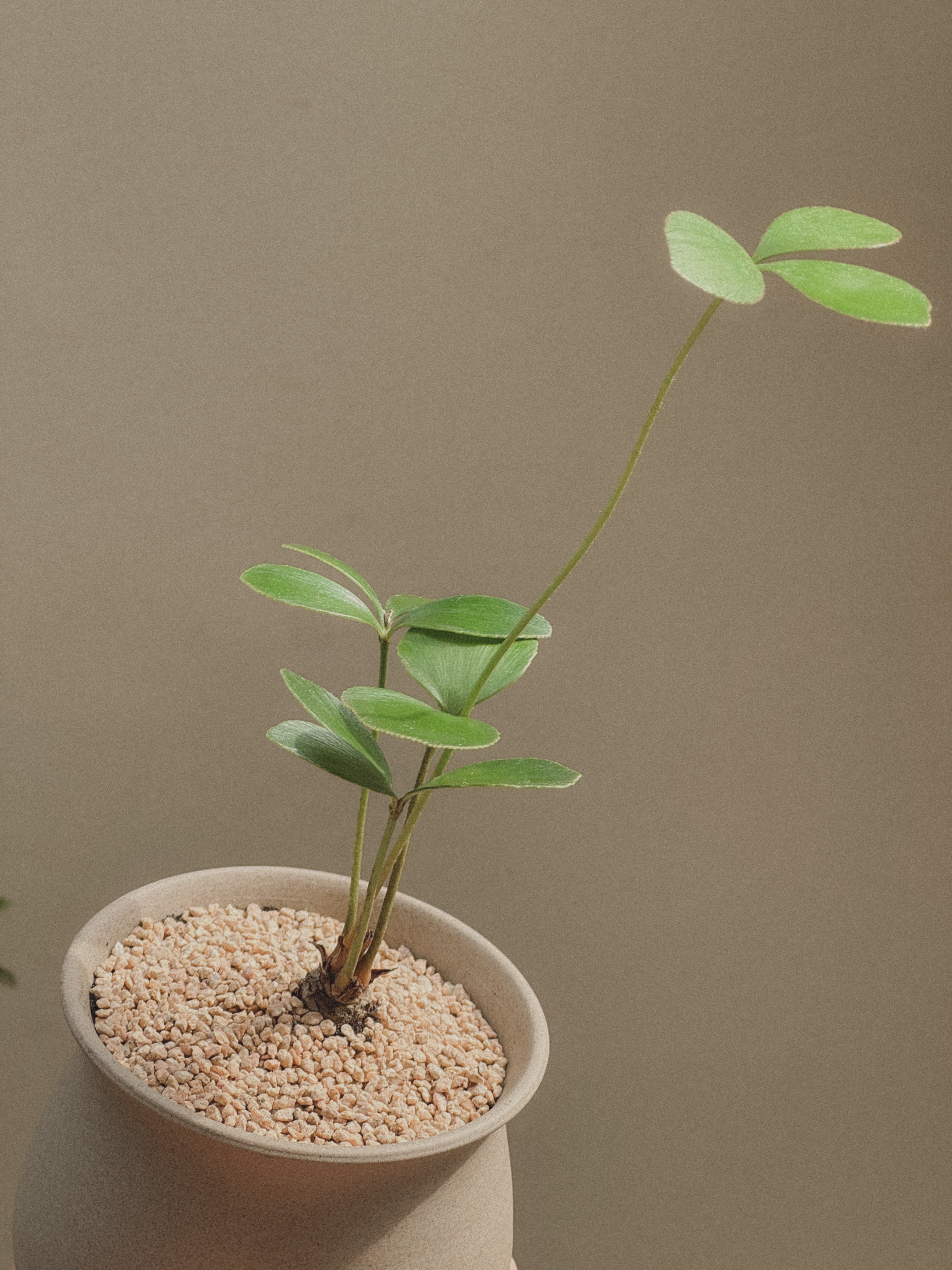 Zamia Furfuracea (Cardboard Palm)