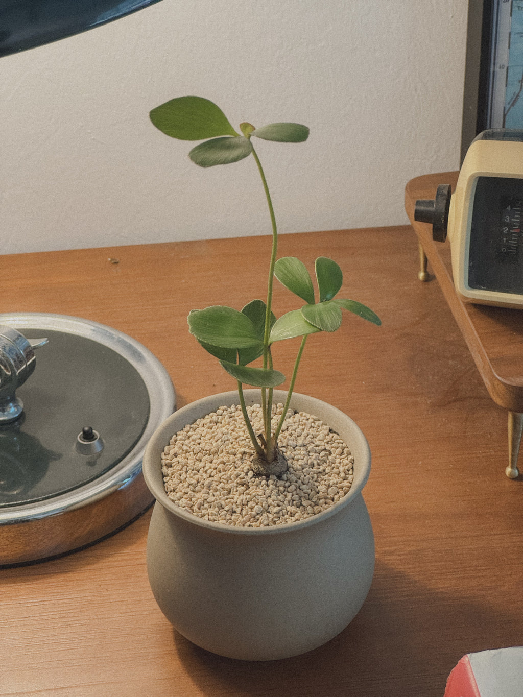 Zamia Furfuracea (Cardboard Palm)