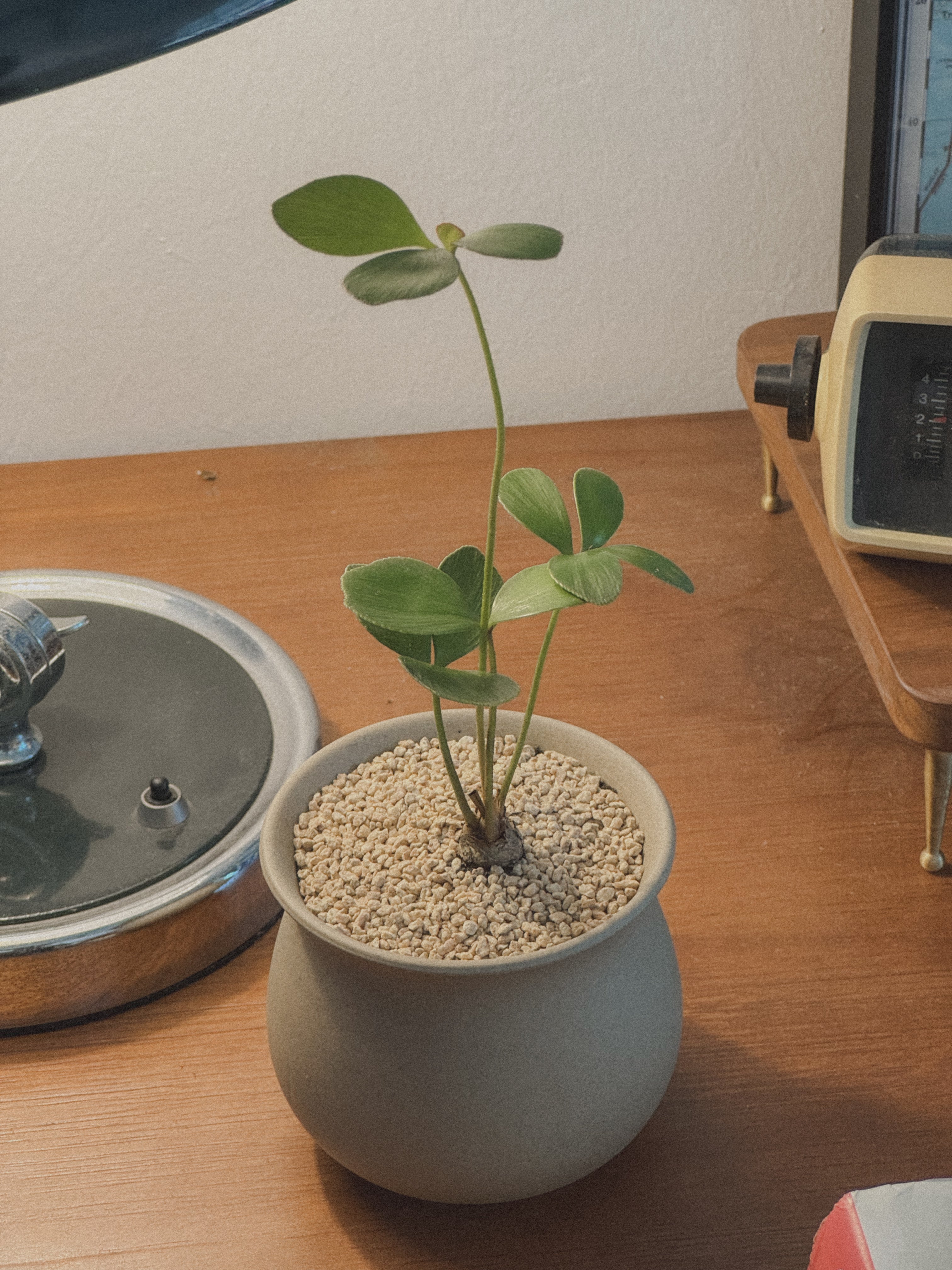 Zamia Furfuracea (Cardboard Palm)