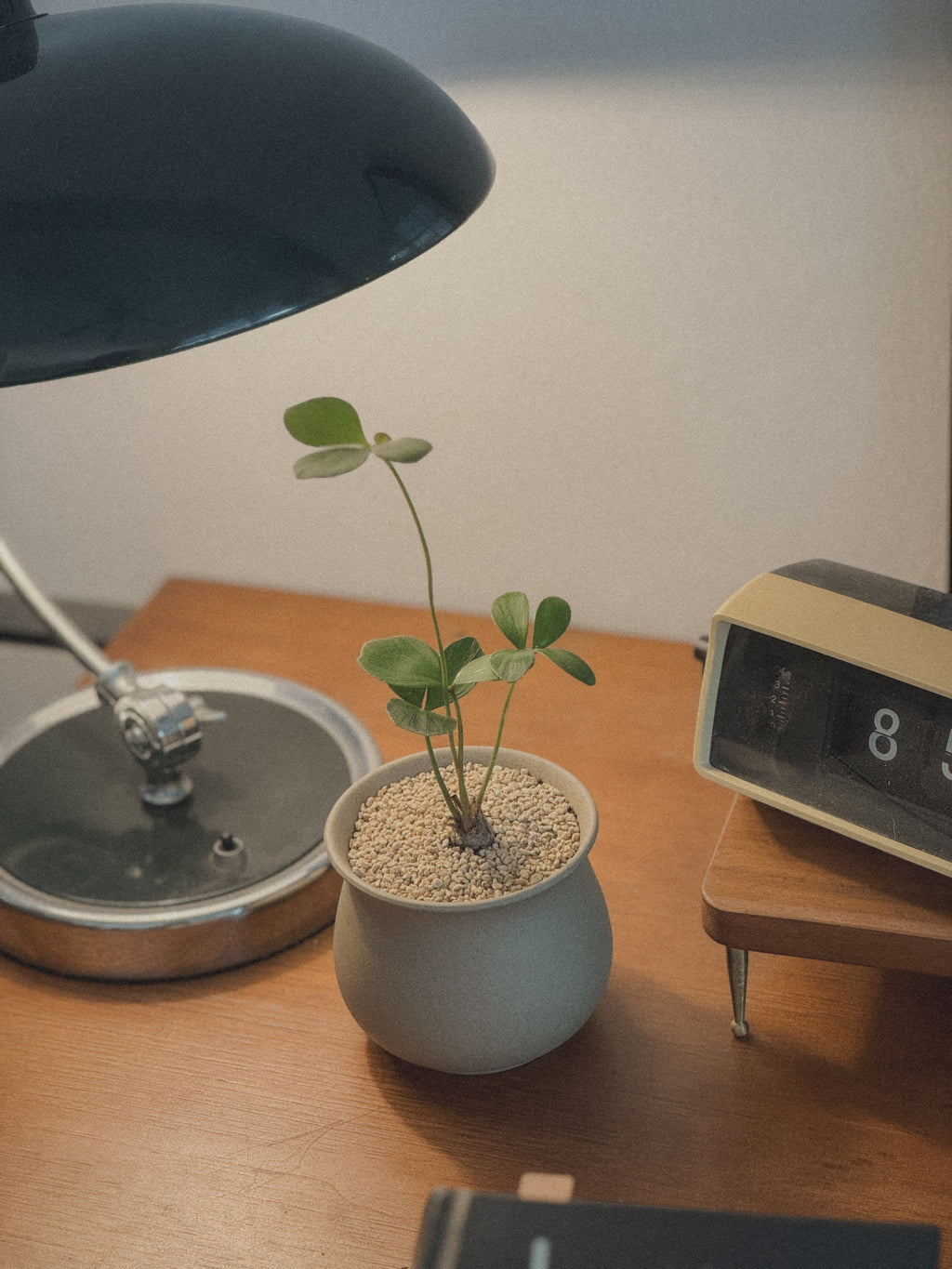 Zamia Furfuracea (Cardboard Palm)