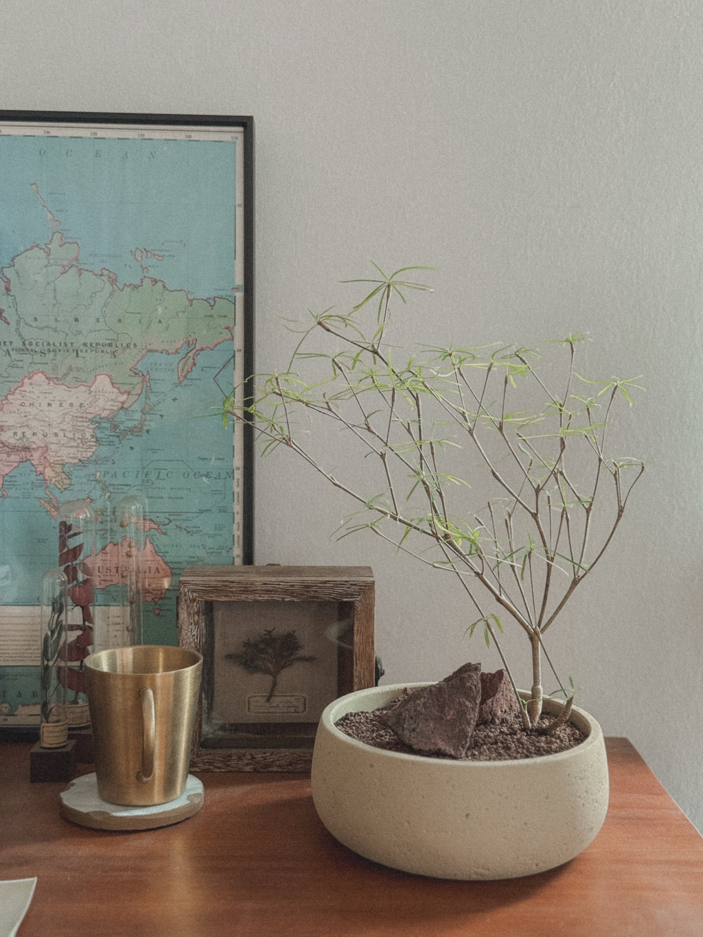 Euphorbia Hedyotoides