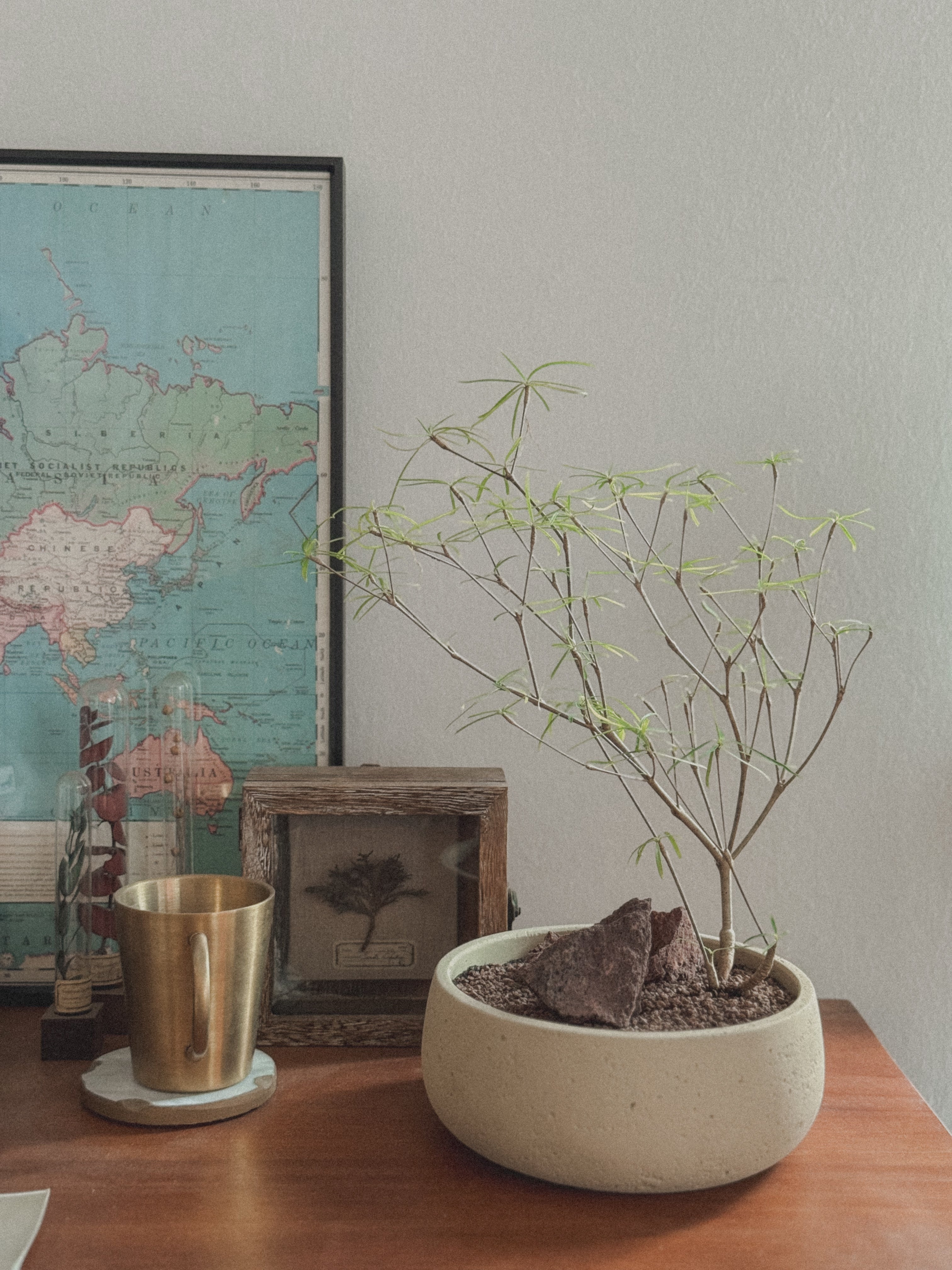 Euphorbia Hedyotoides