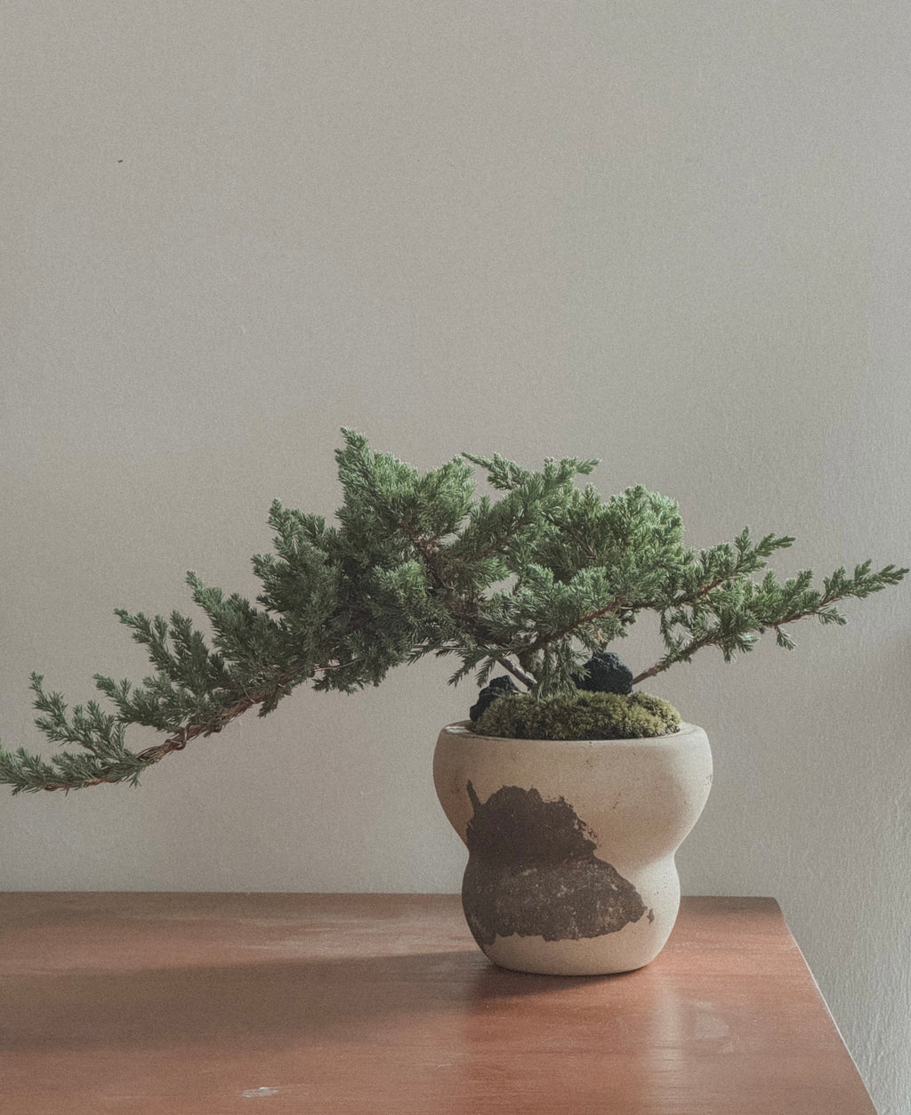 Japanese Juniper Sleeping Pine