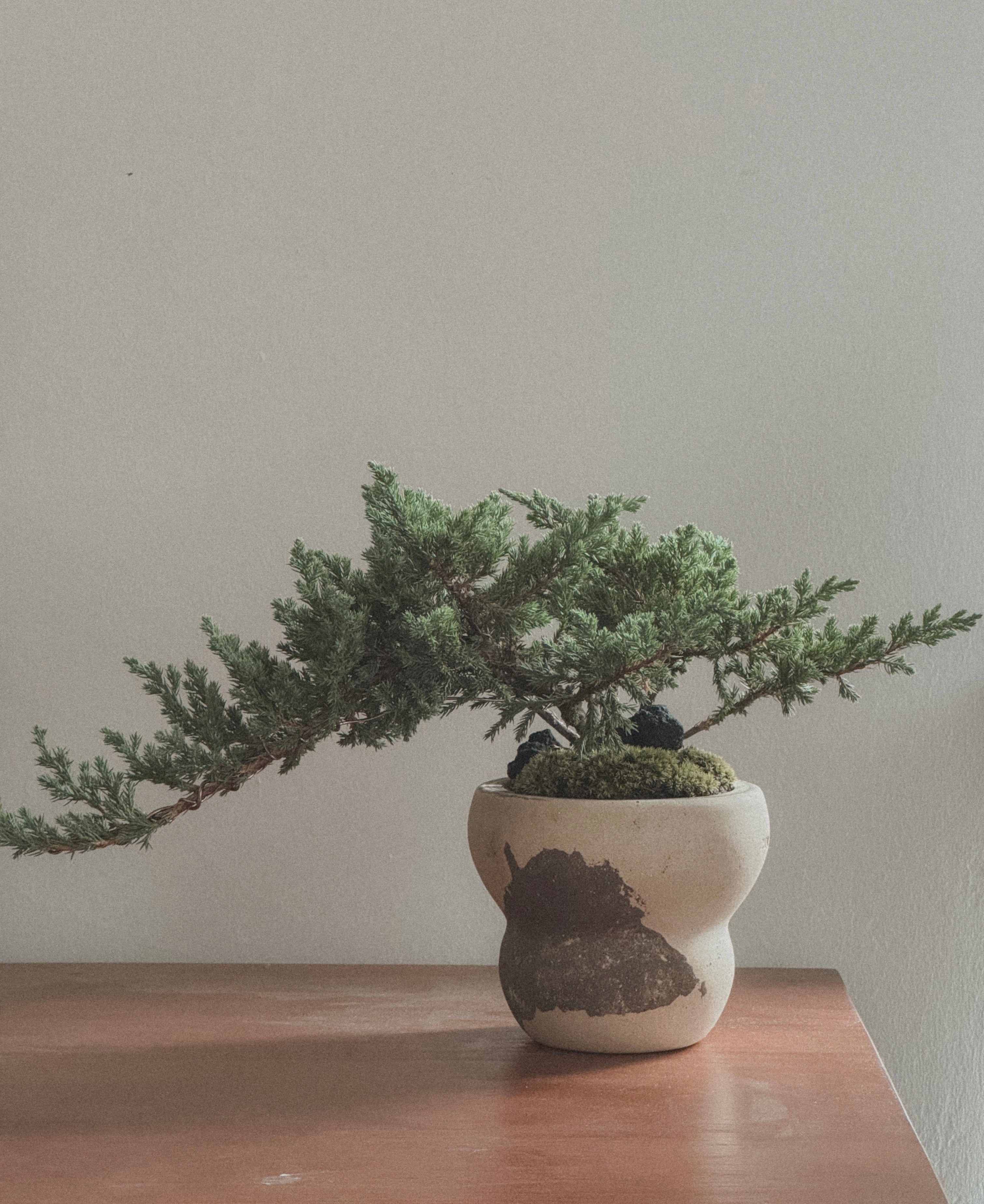Japanese Juniper Sleeping Pine