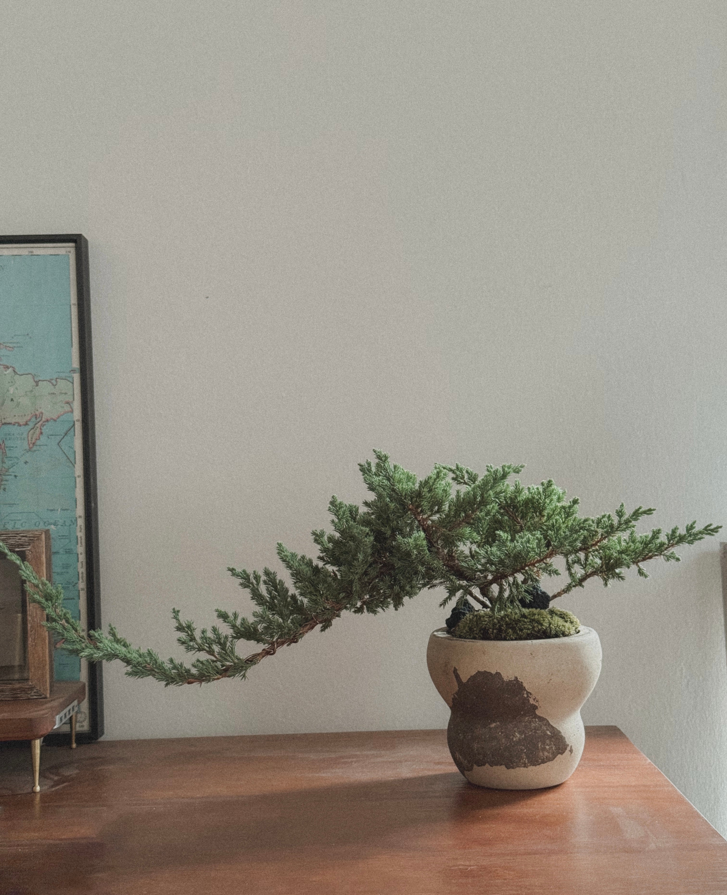 Japanese Juniper Sleeping Pine