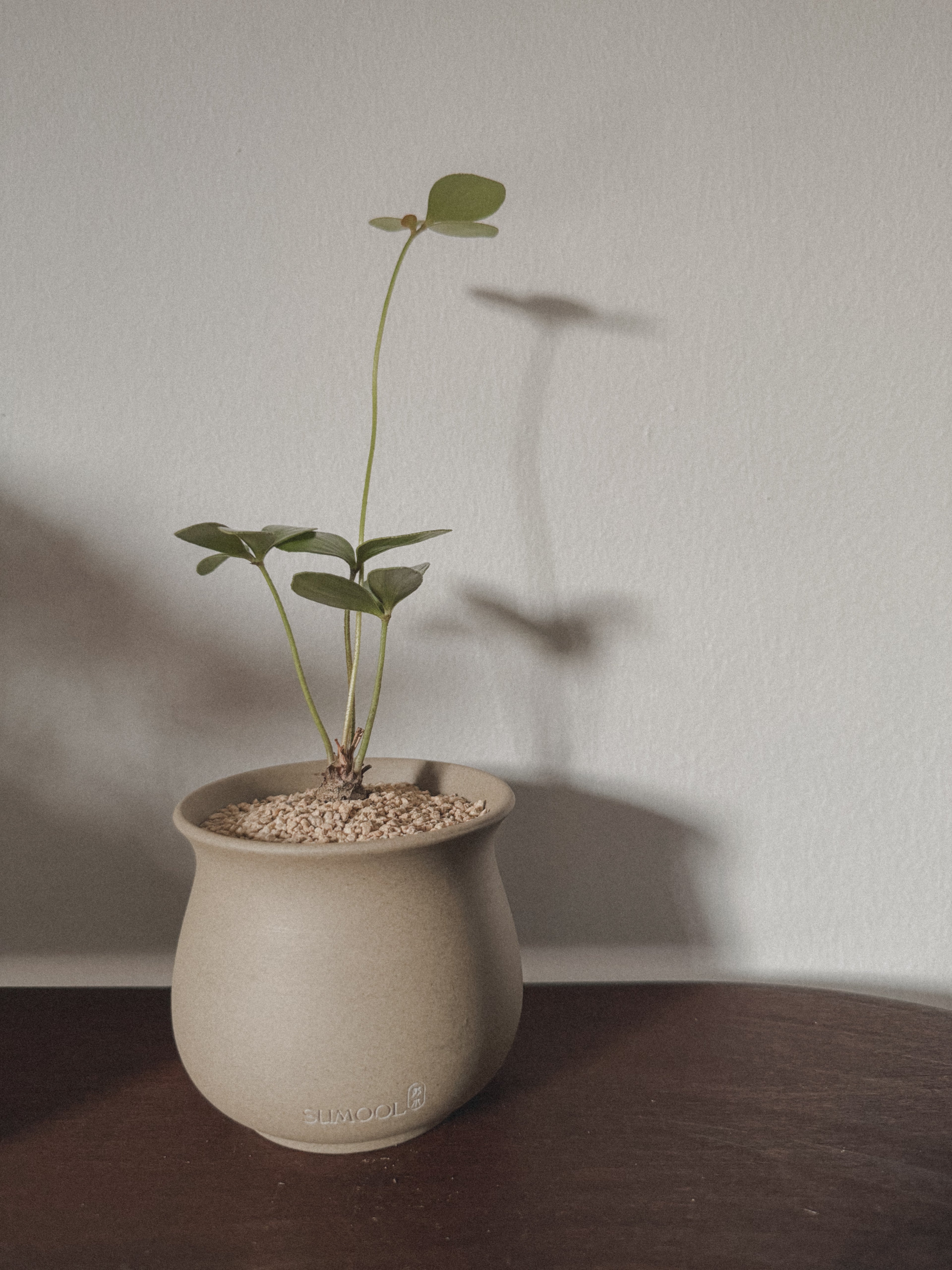 Zamia Furfuracea (Cardboard Palm)