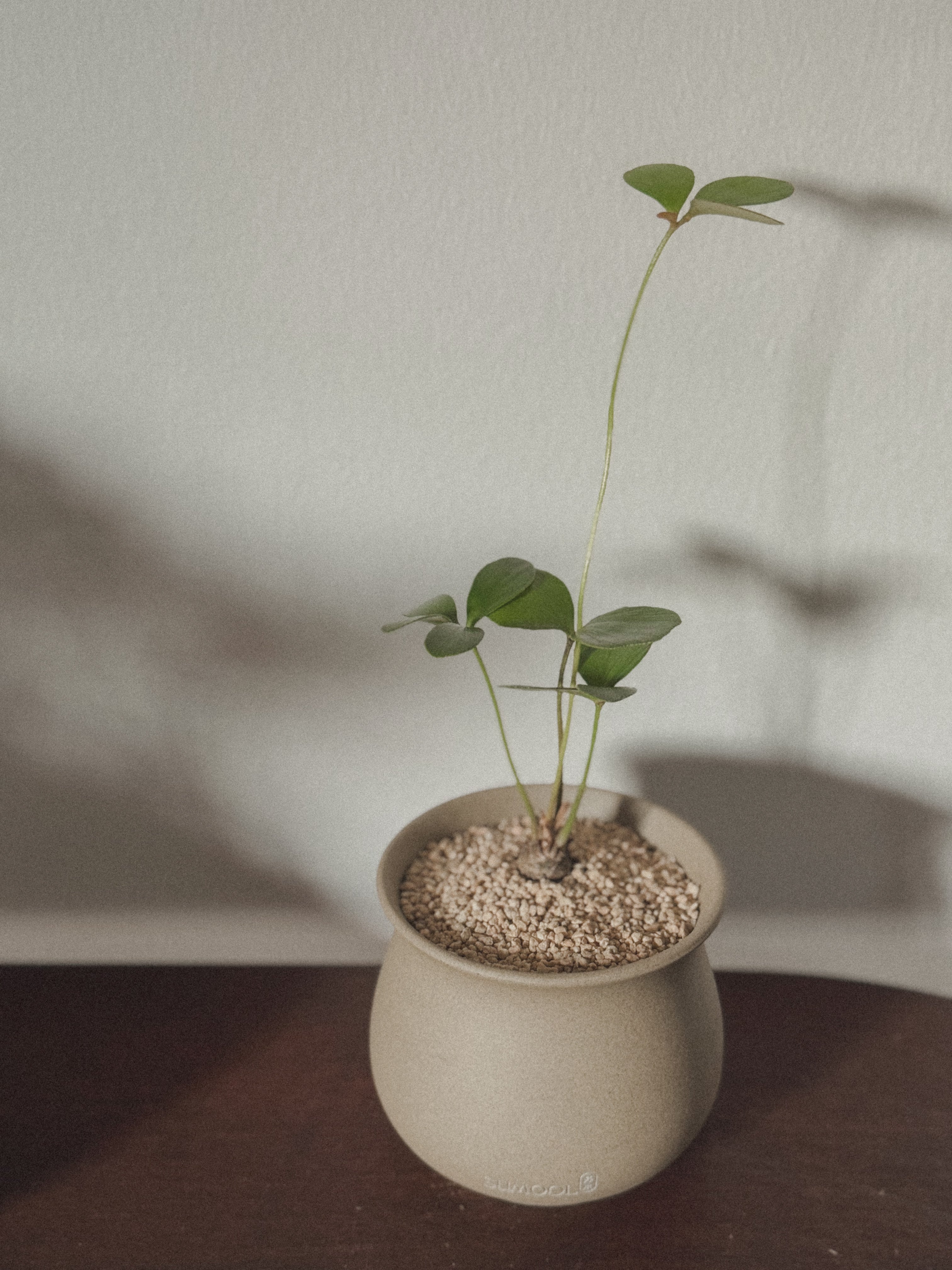 Zamia Furfuracea (Cardboard Palm)