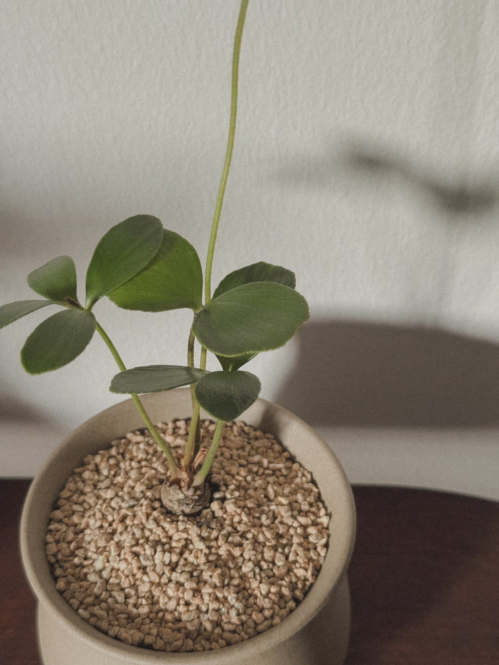 Zamia Furfuracea (Cardboard Palm)