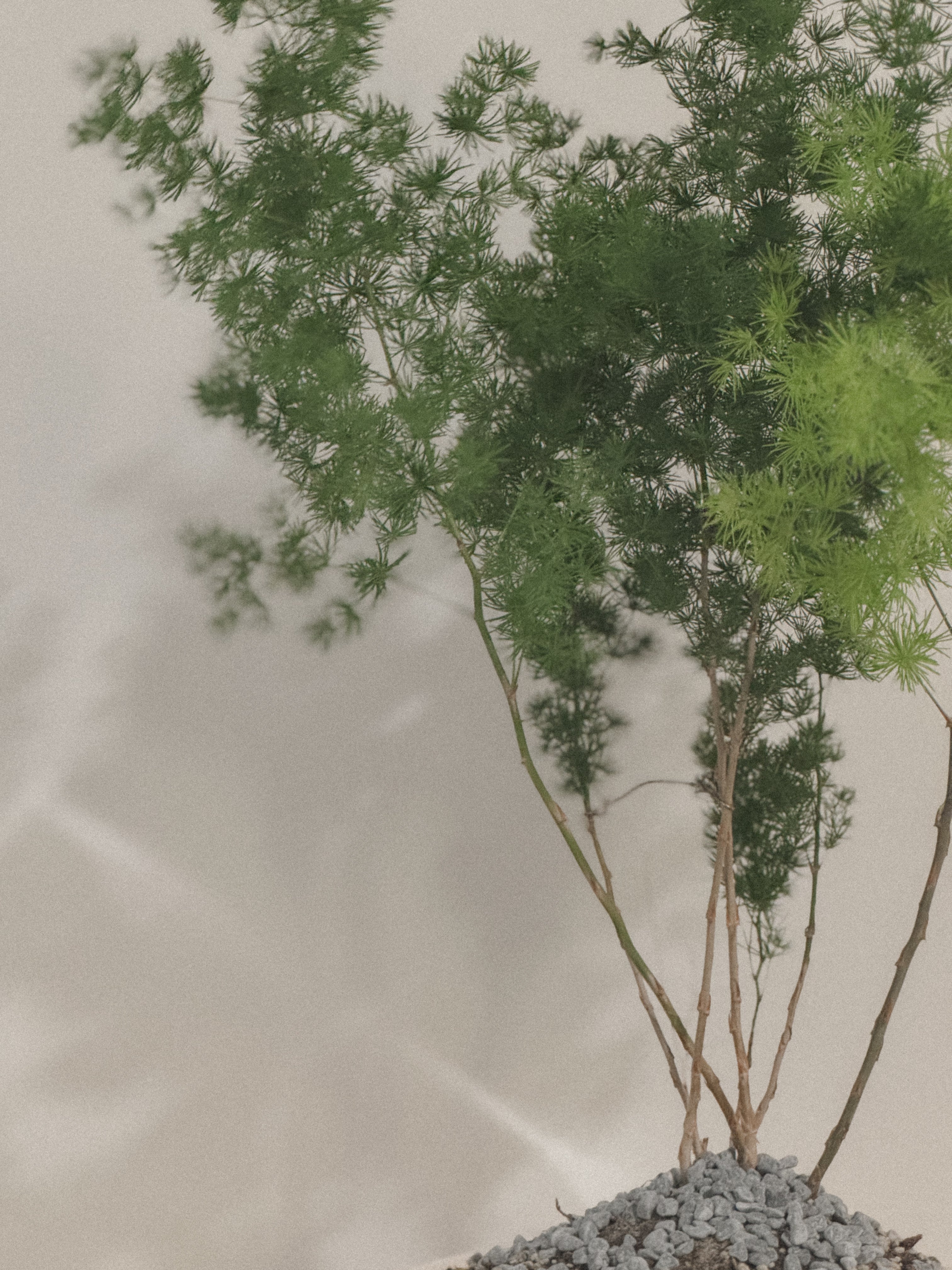 Asparagus Retrofractus