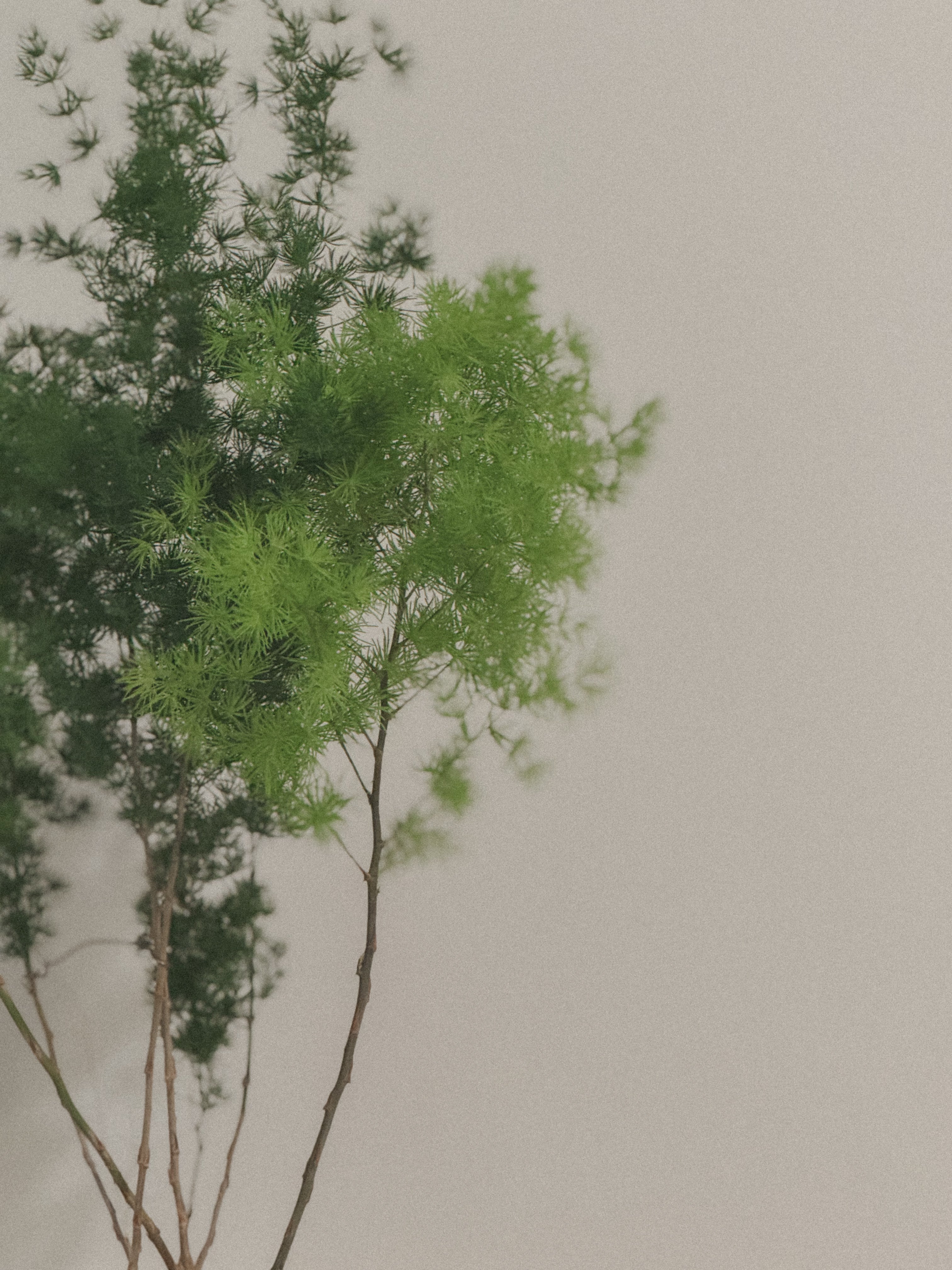 Asparagus Retrofractus