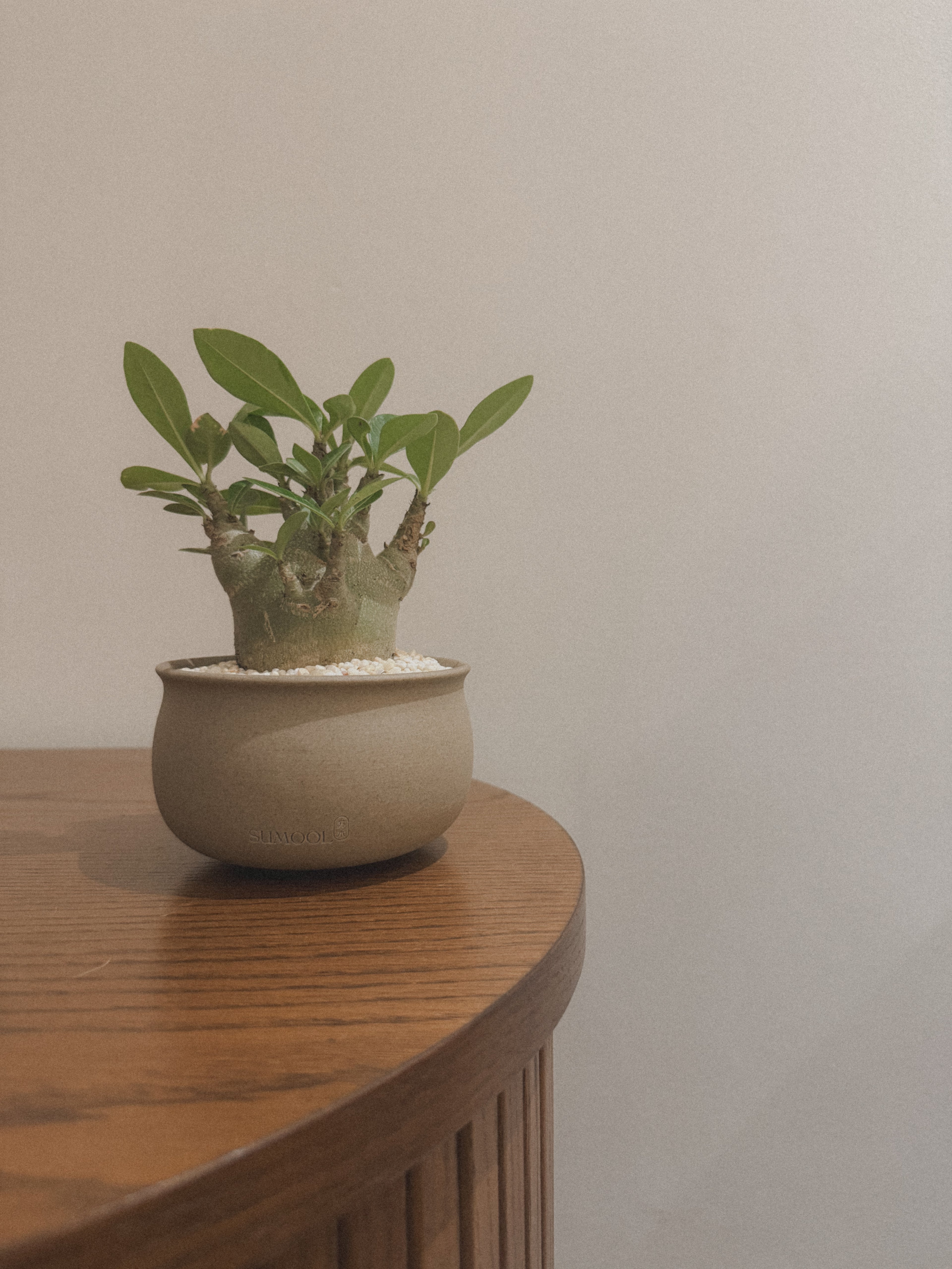 Adenium Godji