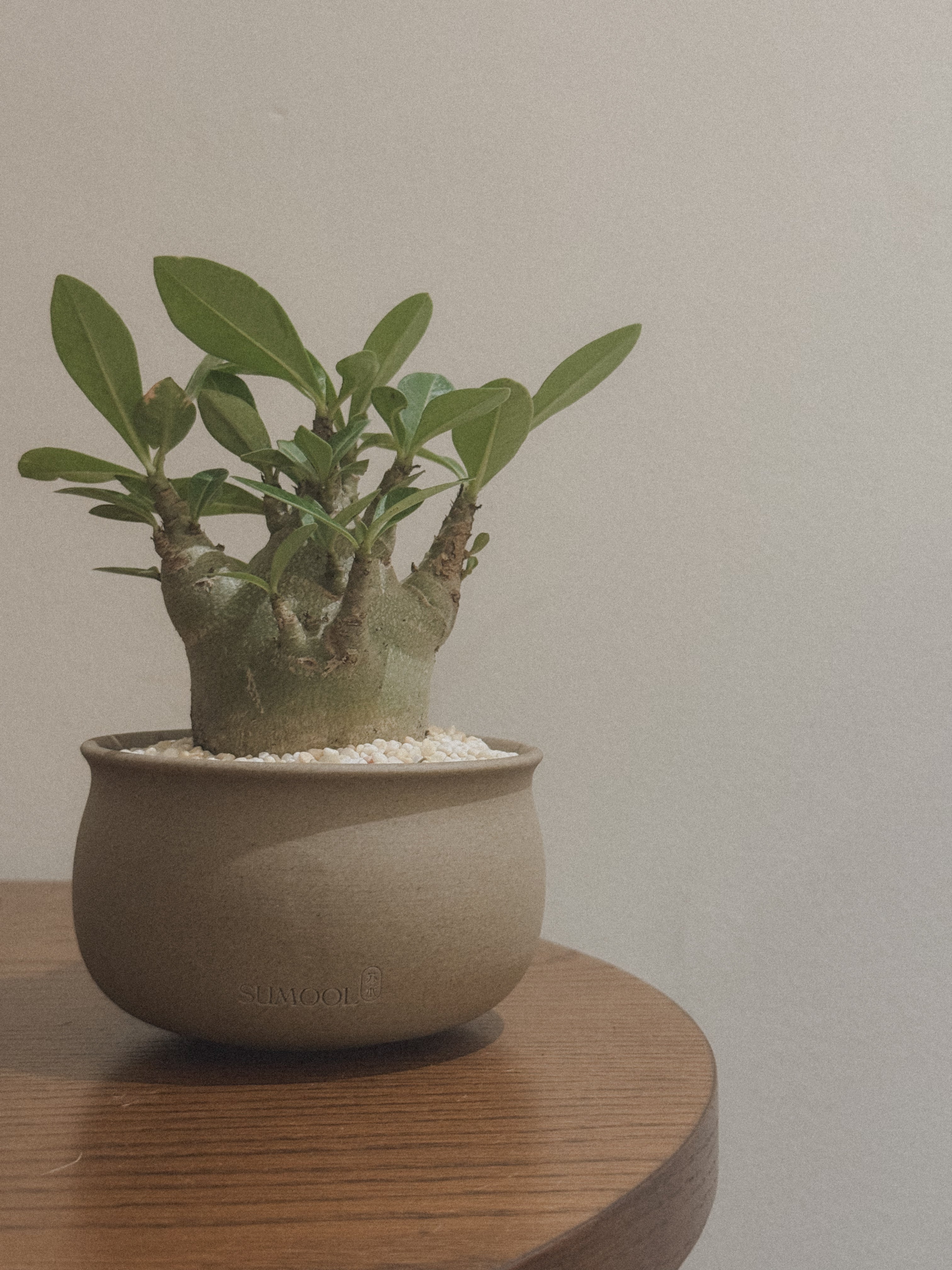Adenium Godji