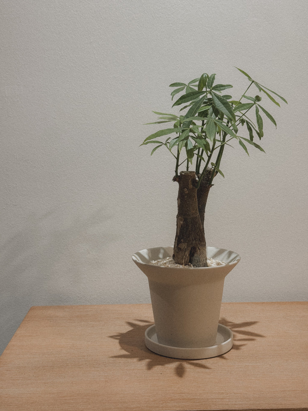 Pachira Aquatica (Money Tree)