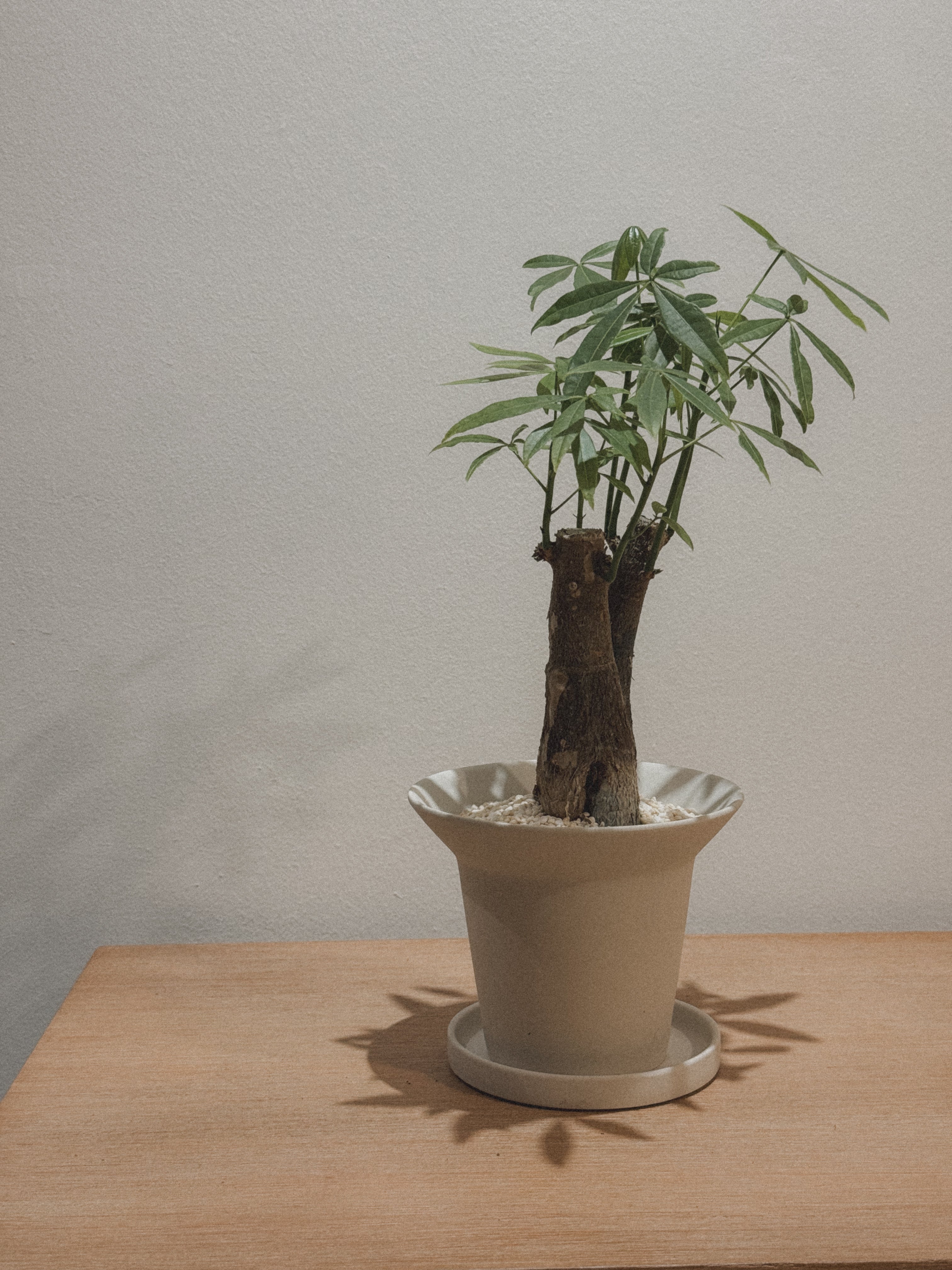 Pachira Aquatica (Money Tree)