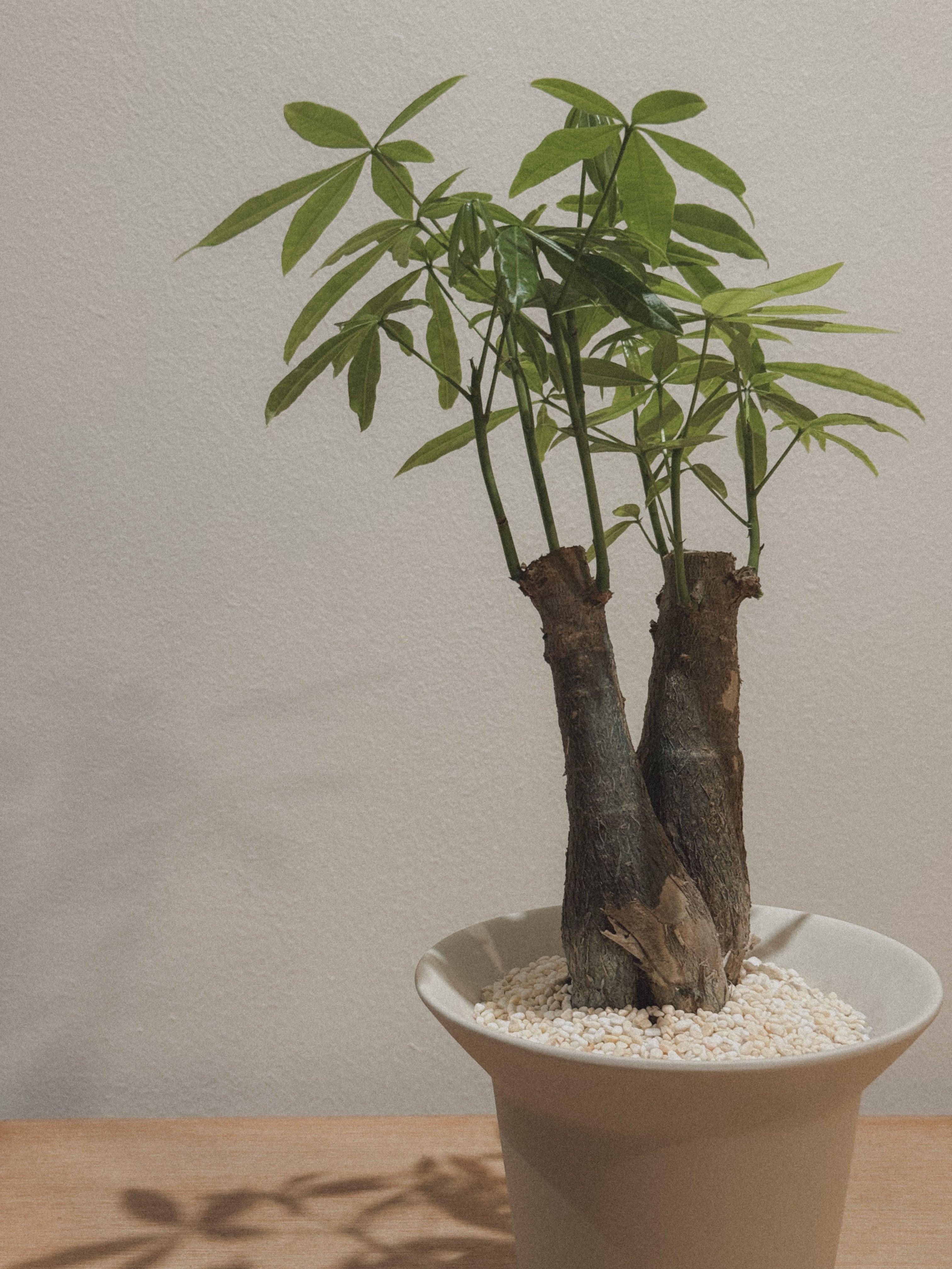 Pachira Aquatica (Money Tree)