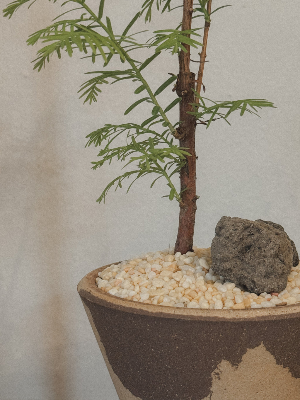 Dawn Redwood