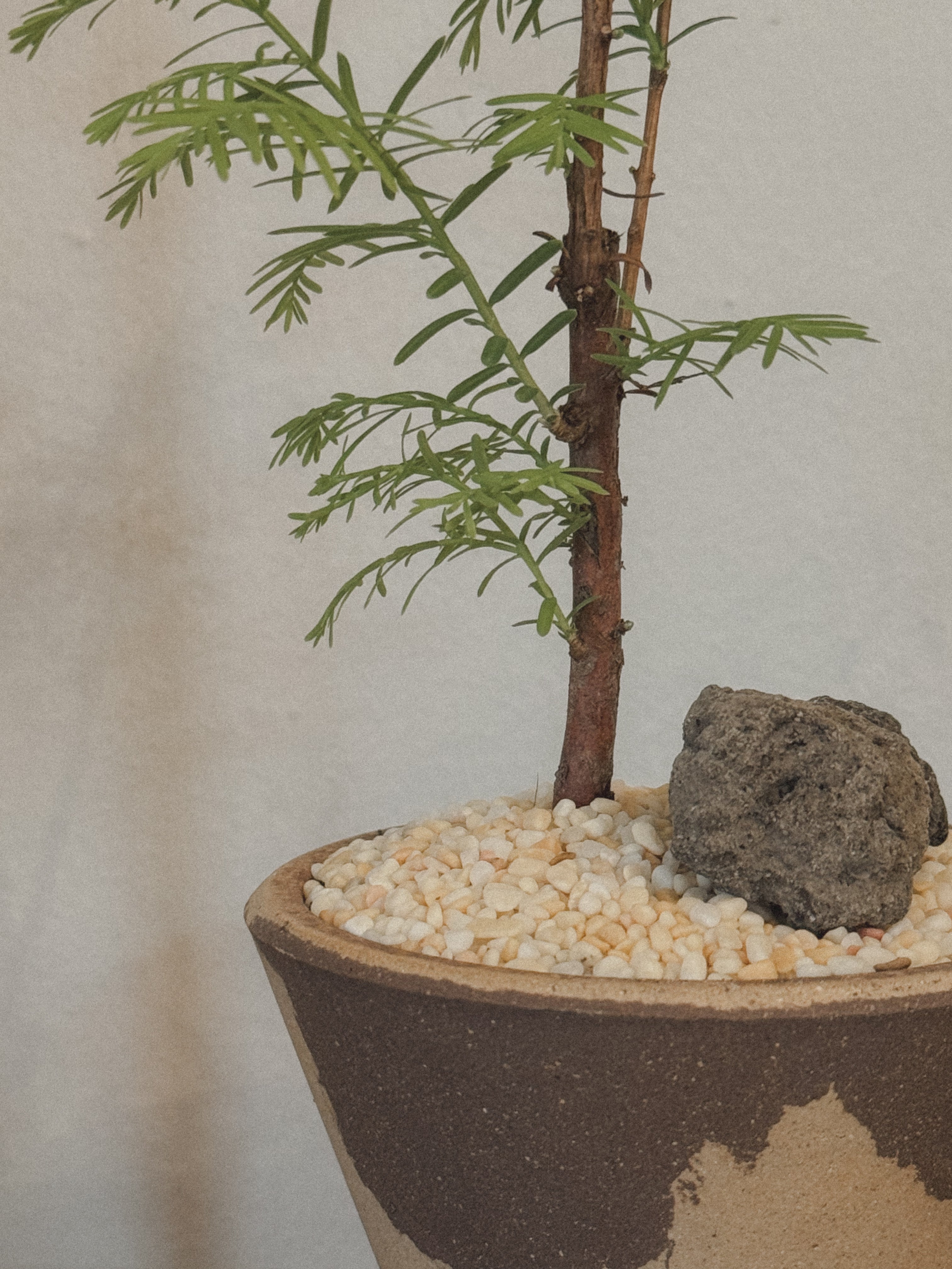 Dawn Redwood