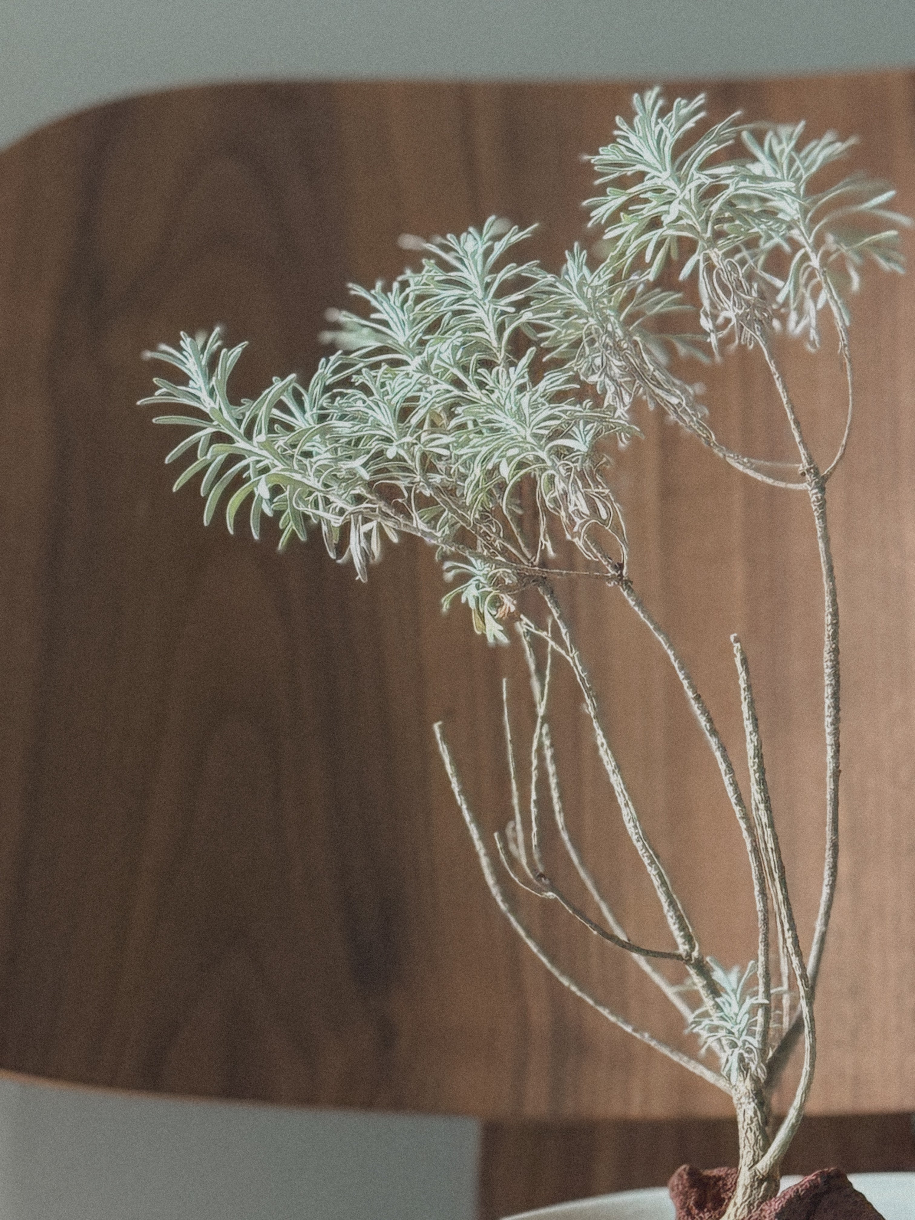 Crossostephium Chinense
