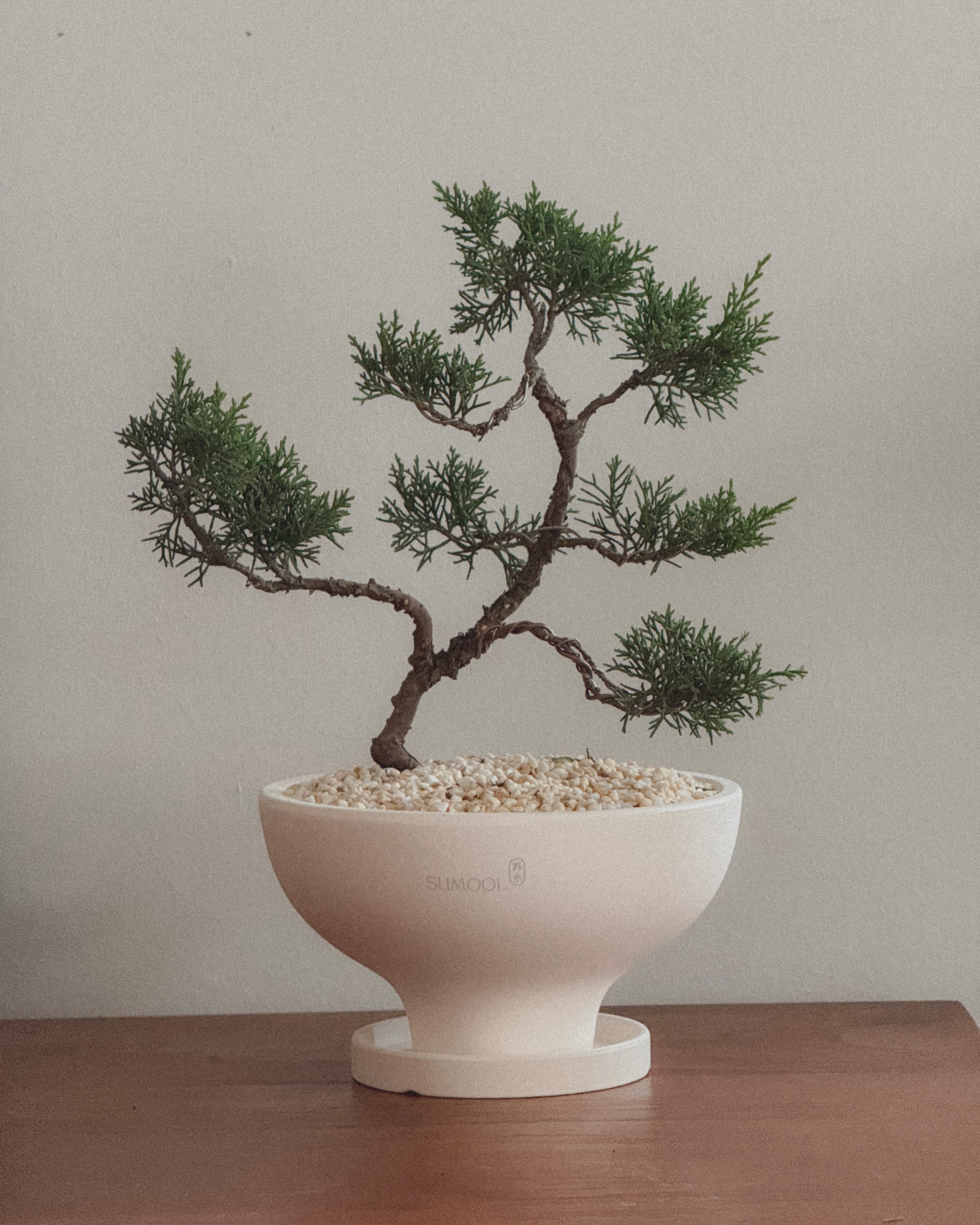 Shimpaku Juniper Bonsai
