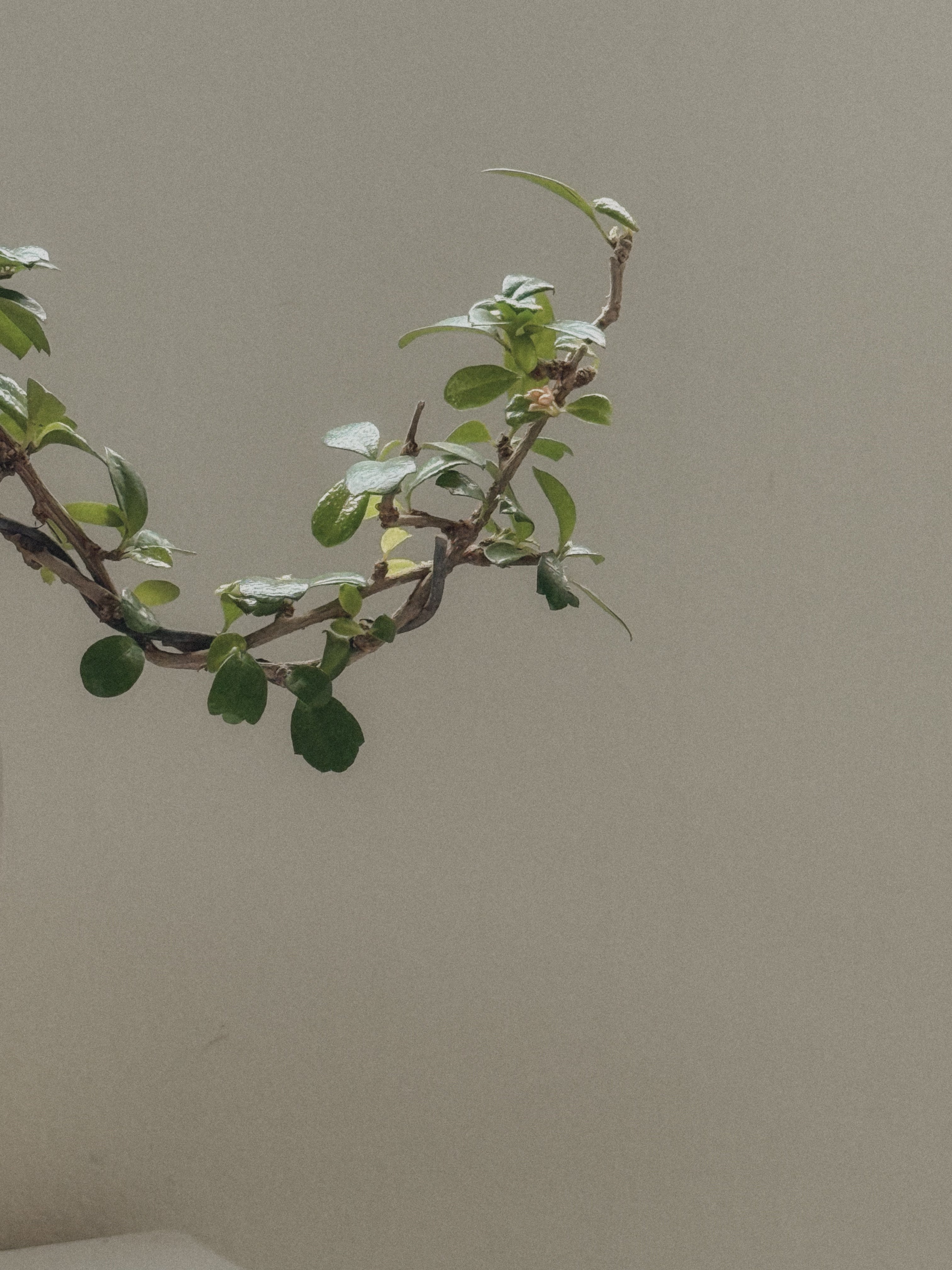 Fukien Tea Tree Bonsai