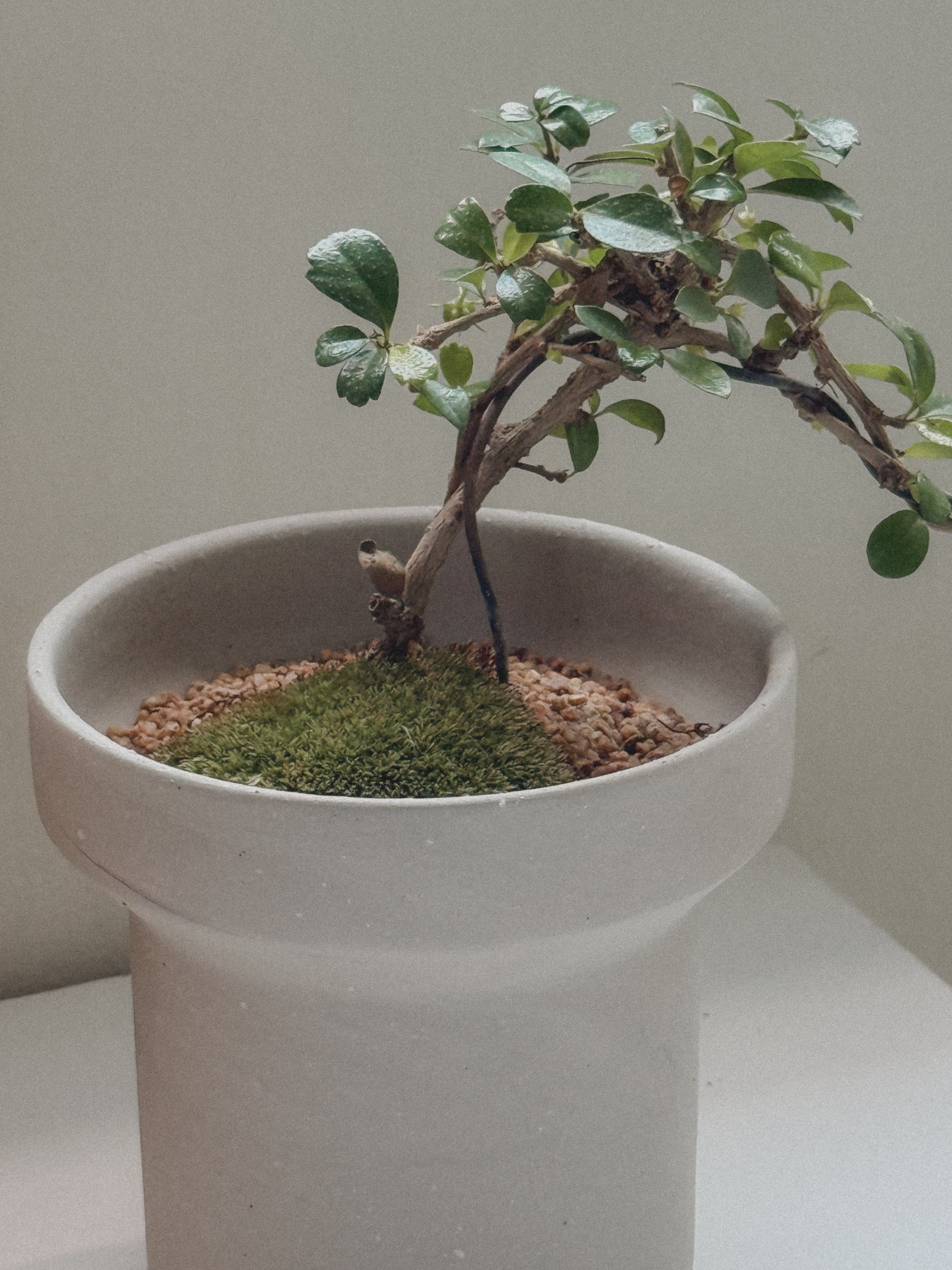 Fukien Tea Tree Bonsai