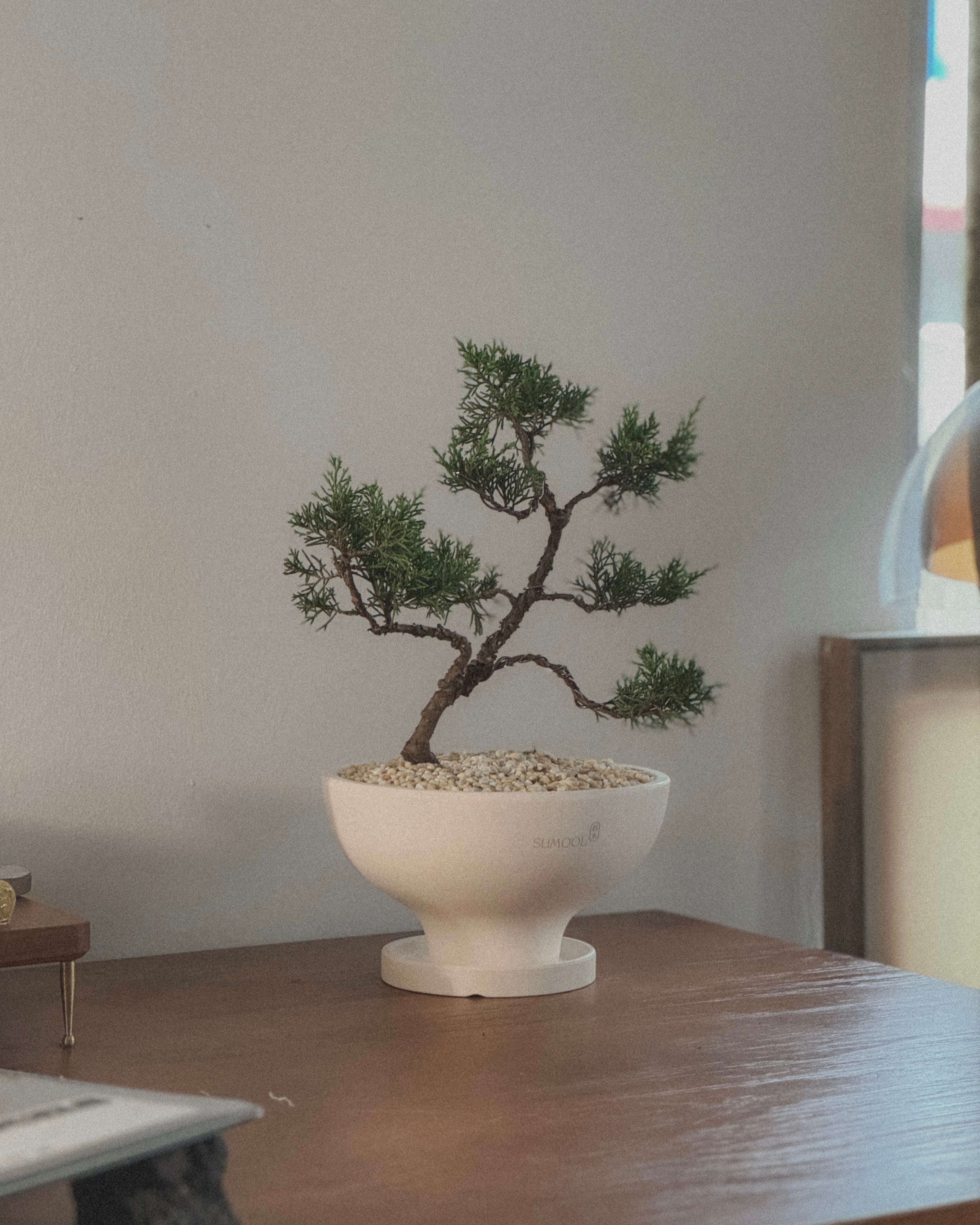 Shimpaku Juniper Bonsai