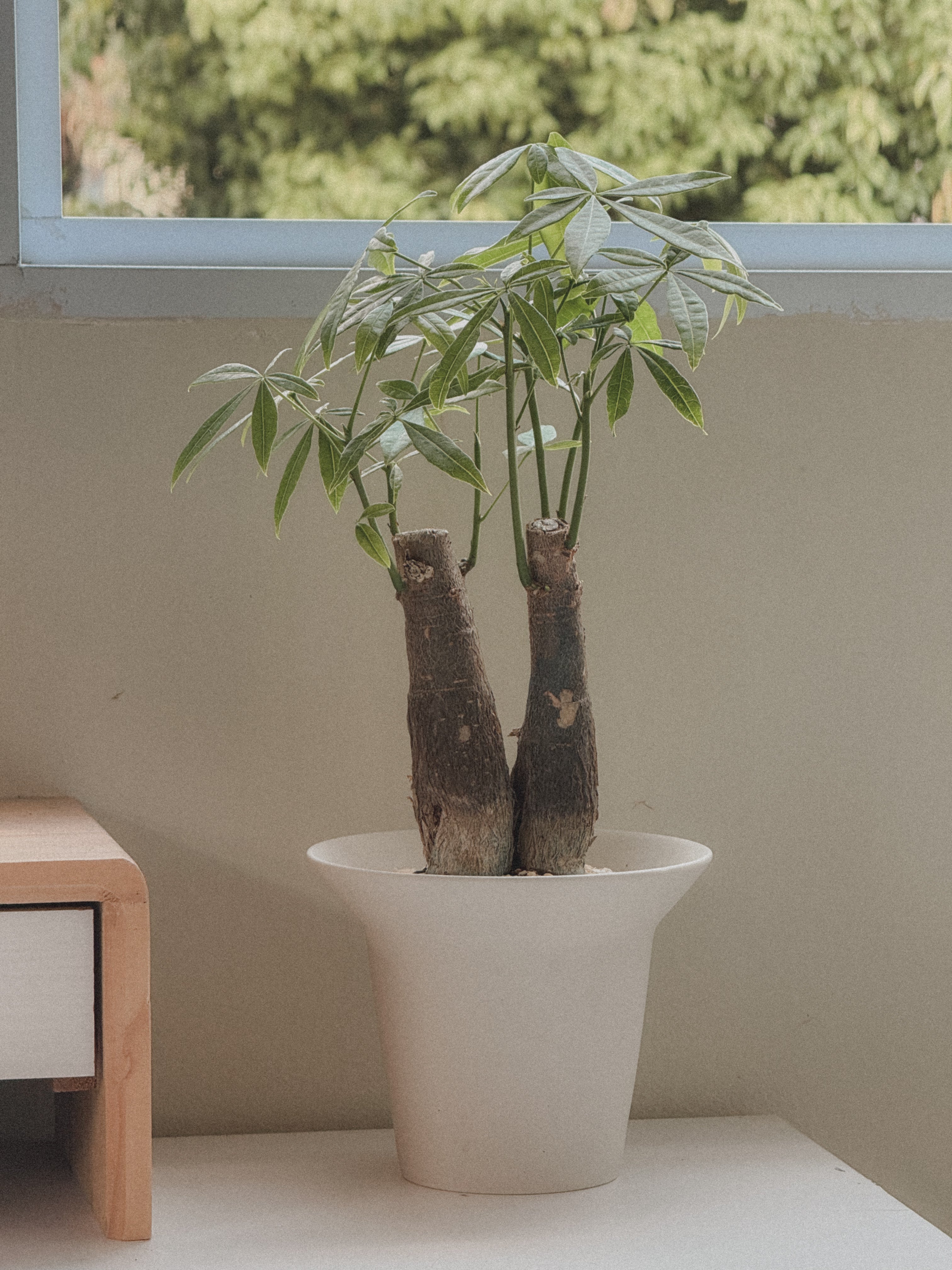 Pachira Aquatica (Money Tree)