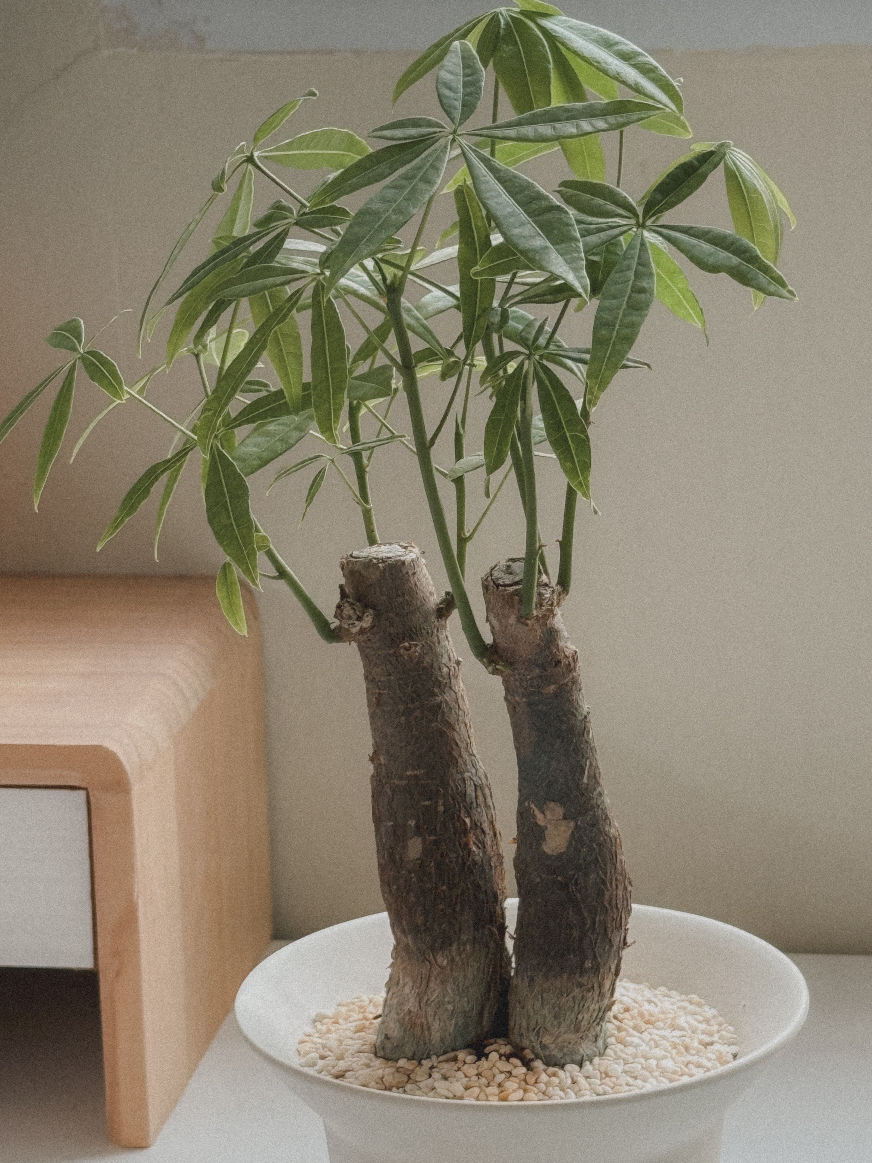 Pachira Aquatica (Money Tree)