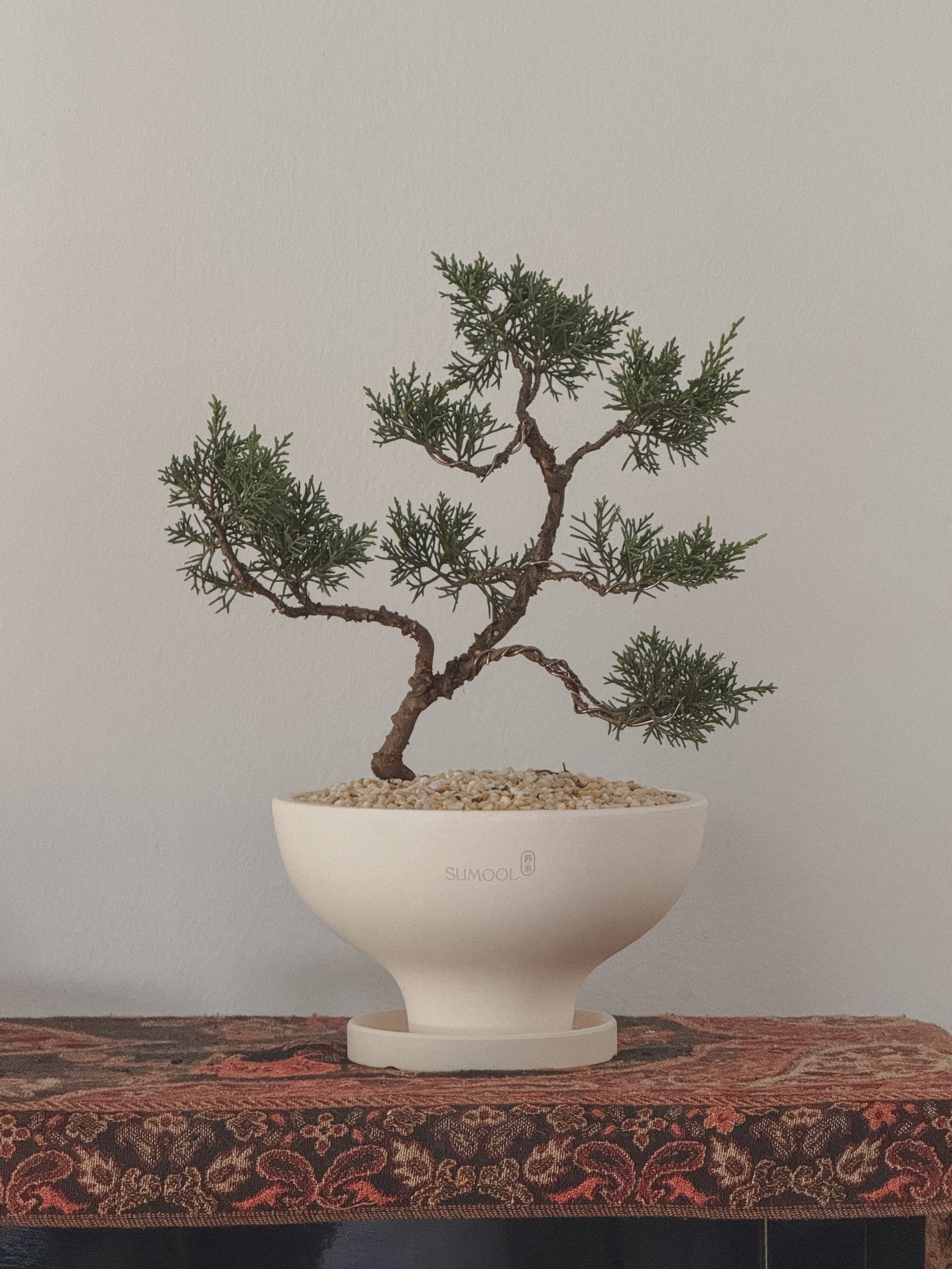 Shimpaku Juniper Bonsai