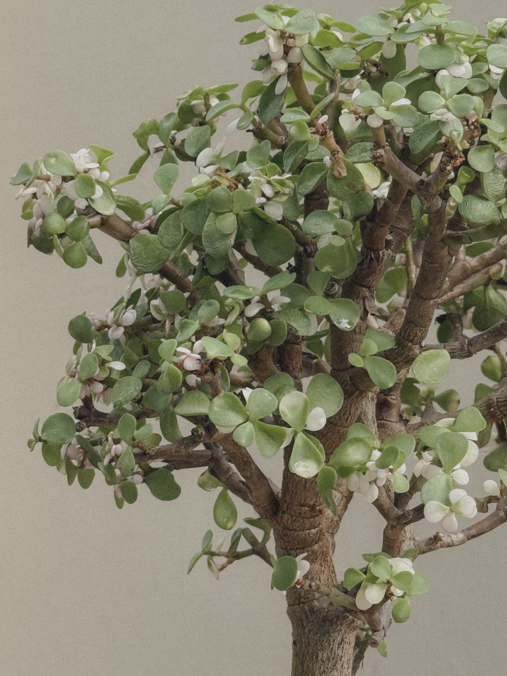 Pink Jade Bonsai (Portulacaria Afra)