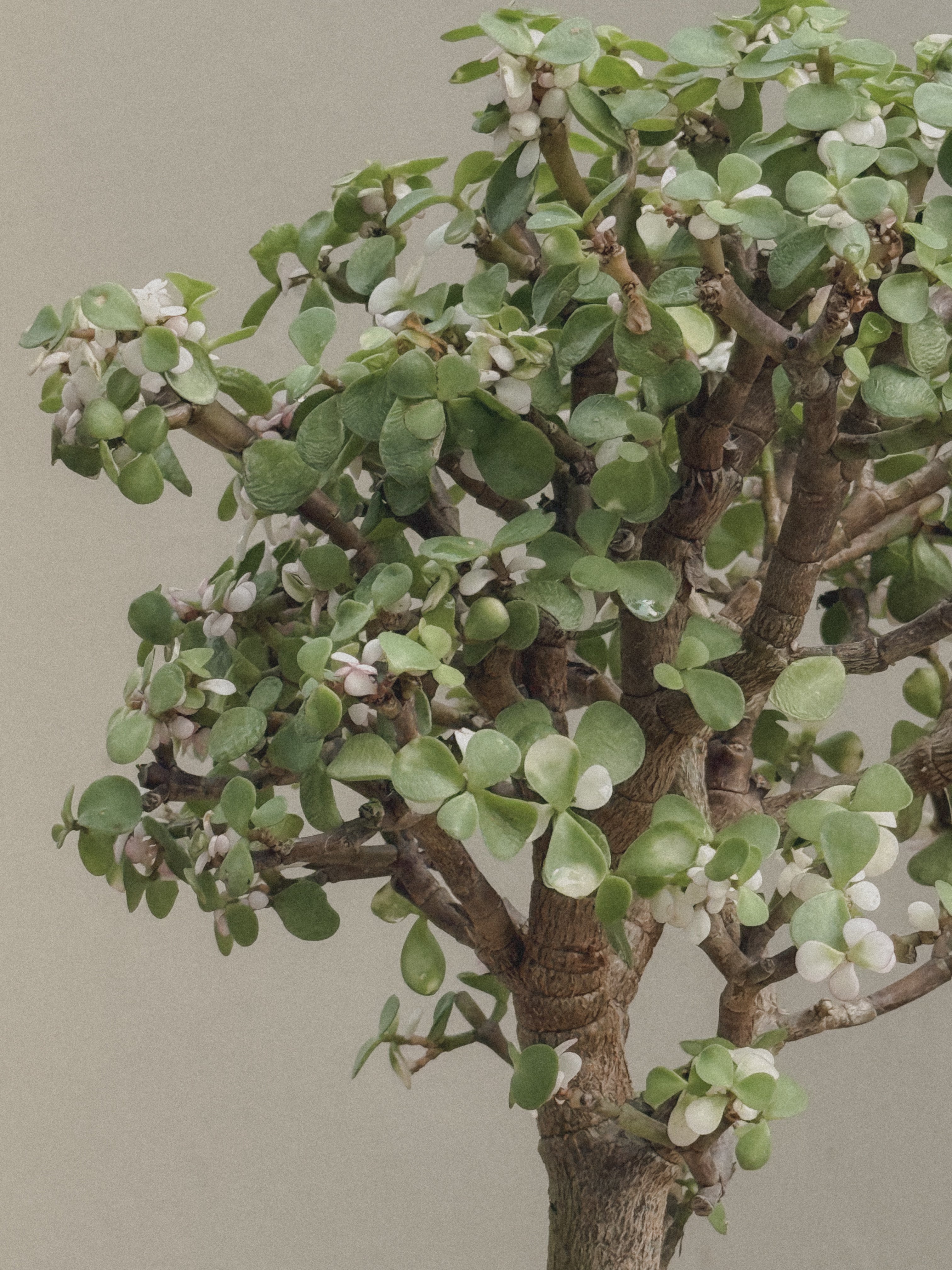 Pink Jade Bonsai (Portulacaria Afra)