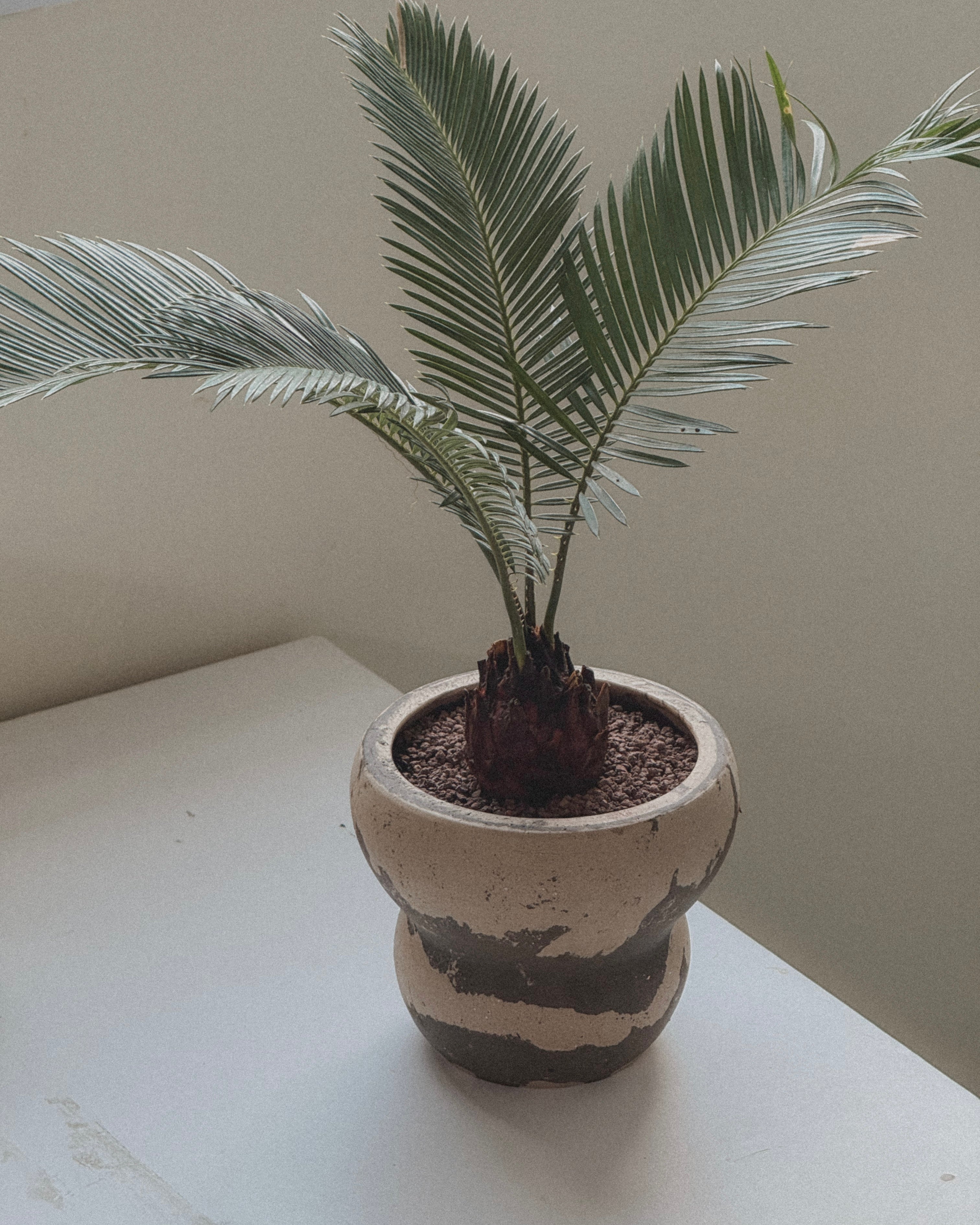 Sago Palm (Cycas Revoluta)