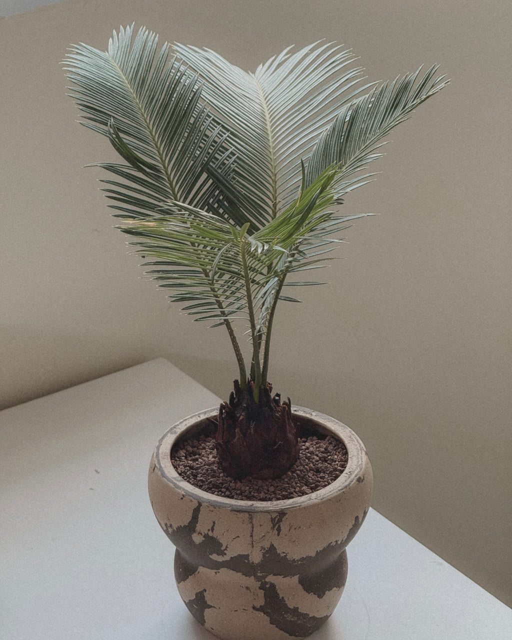 Sago Palm (Cycas Revoluta)