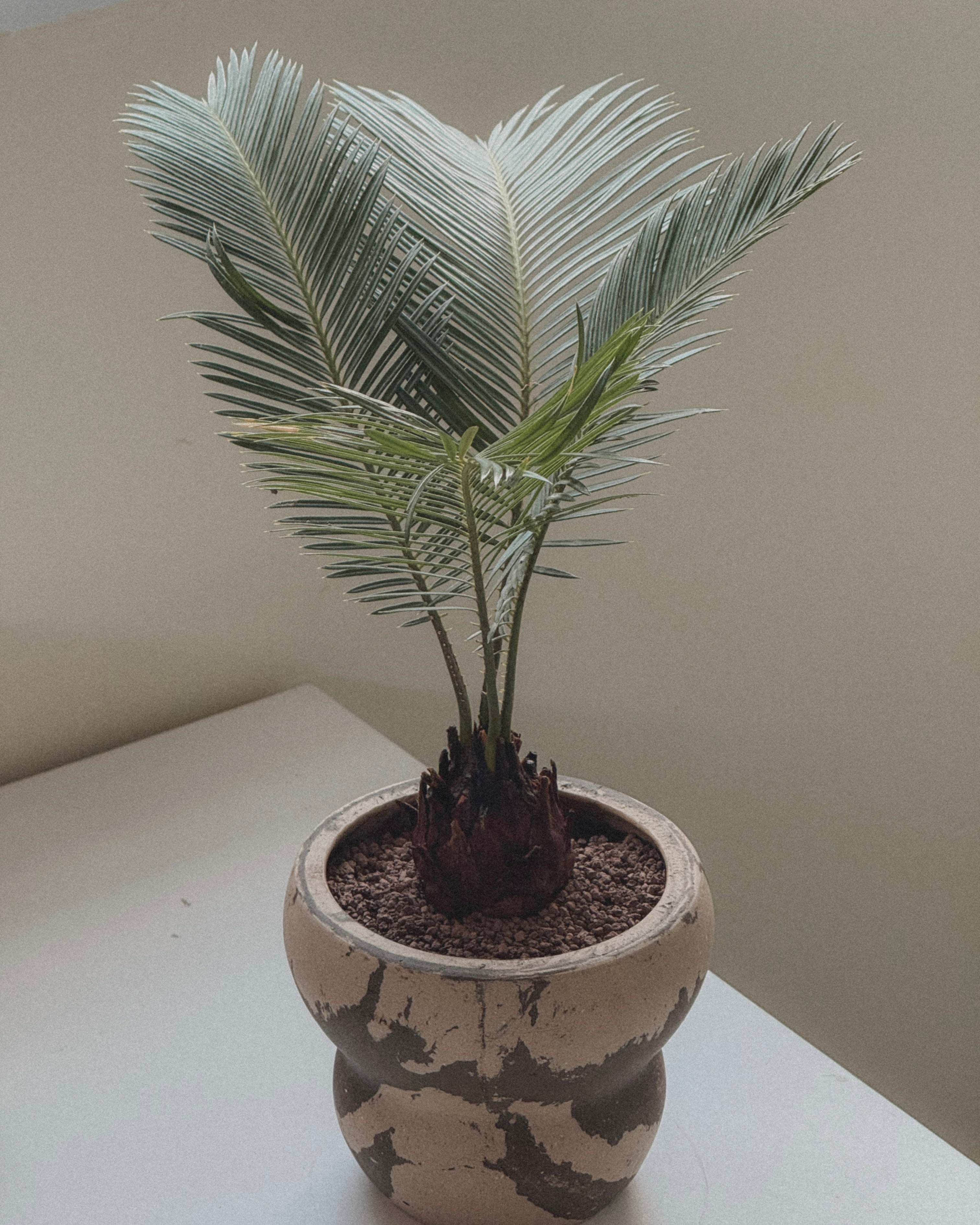 Sago Palm (Cycas Revoluta)