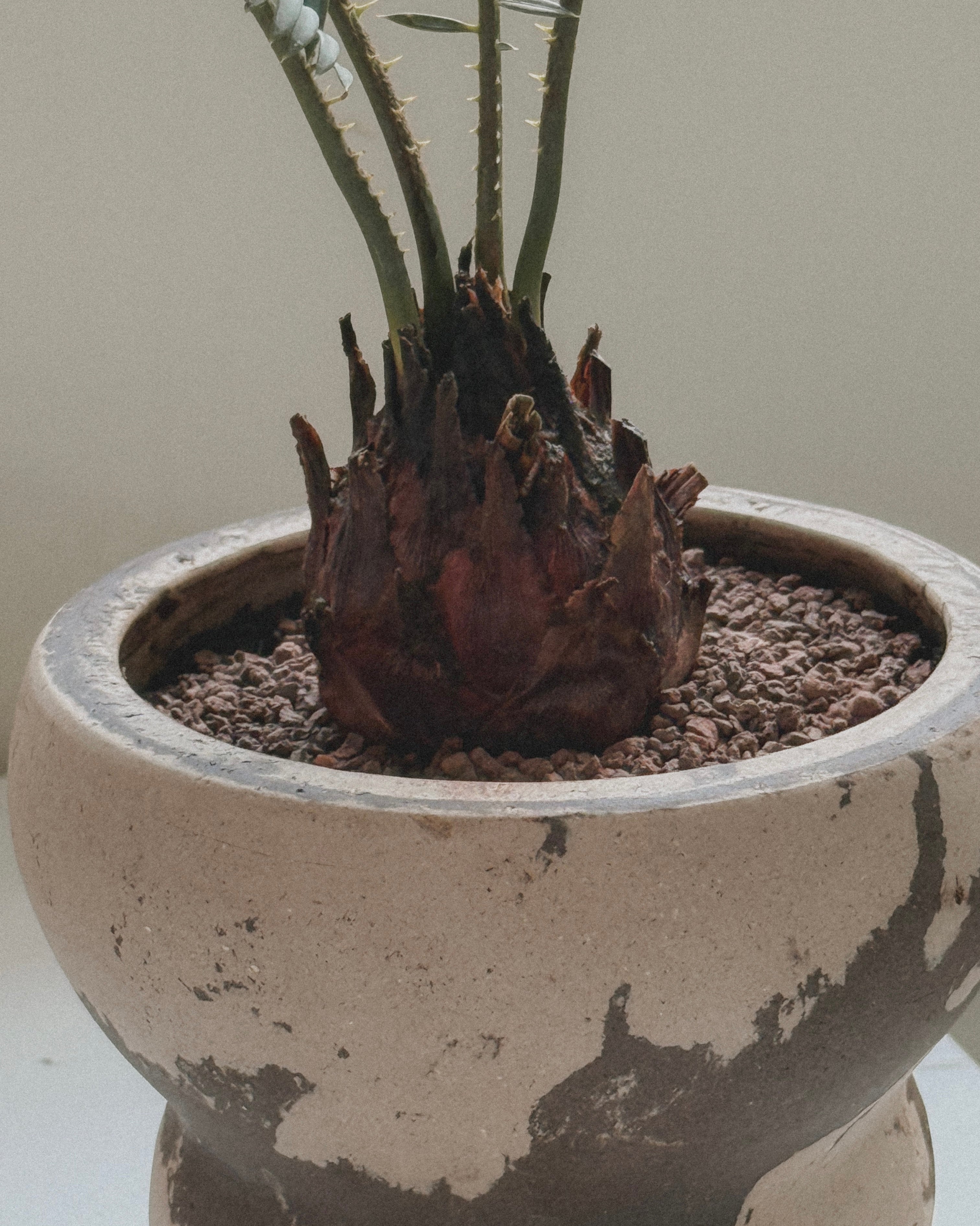 Sago Palm (Cycas Revoluta)