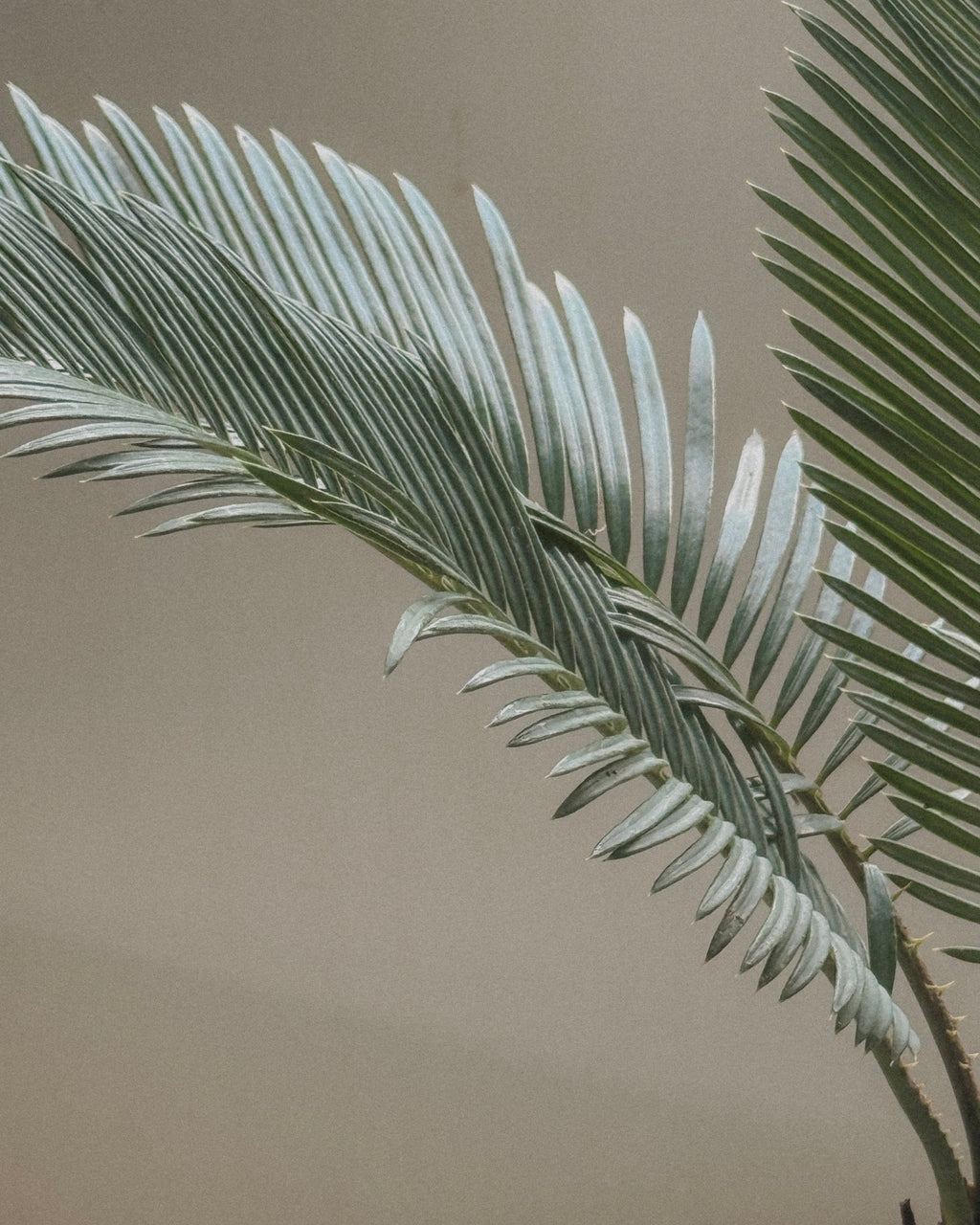 Sago Palm (Cycas Revoluta)