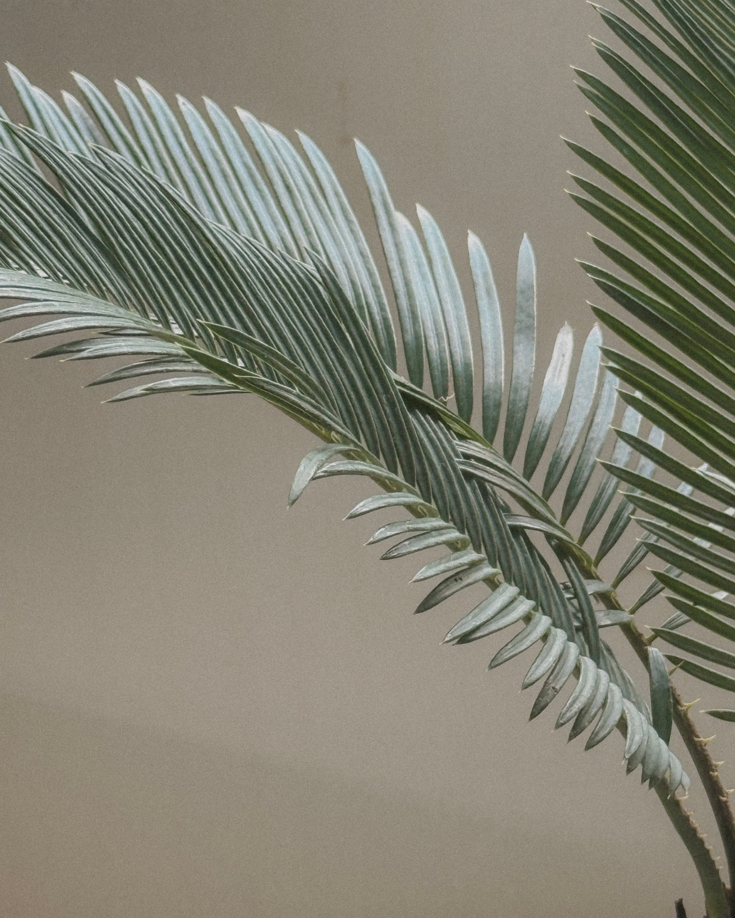 Sago Palm (Cycas Revoluta)