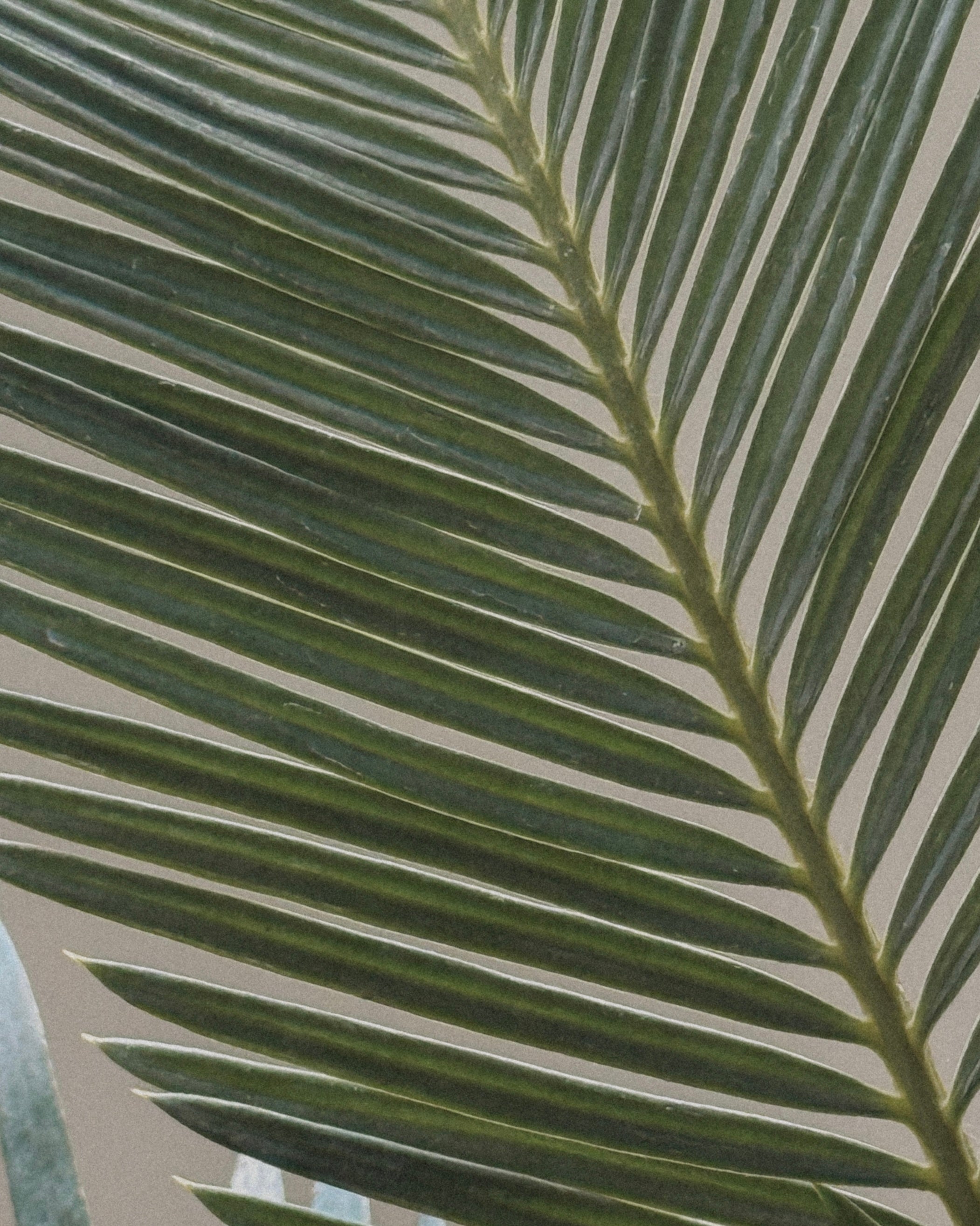 Sago Palm (Cycas Revoluta)