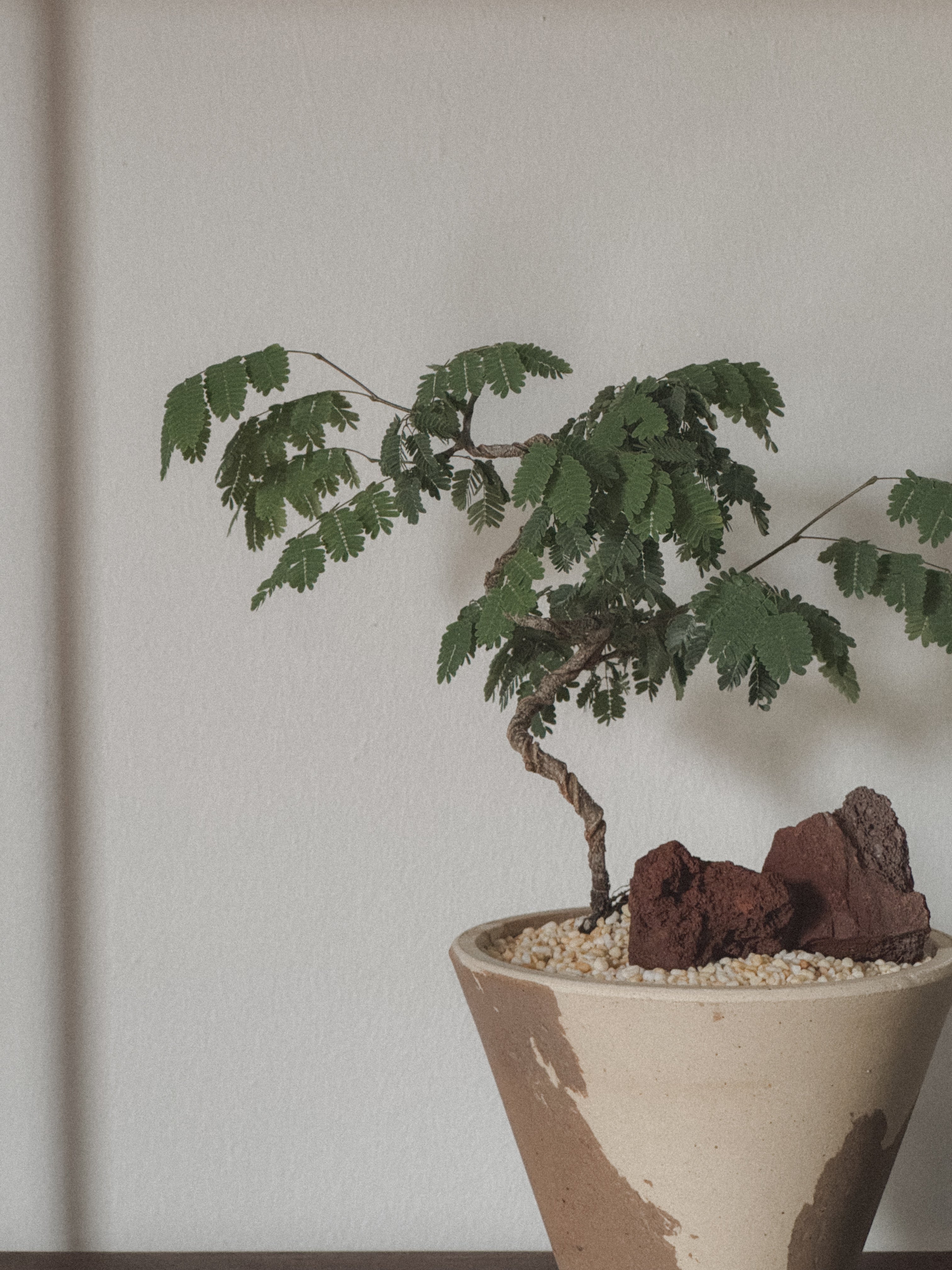 Divi Divi (Caesalpinia Coriaria)