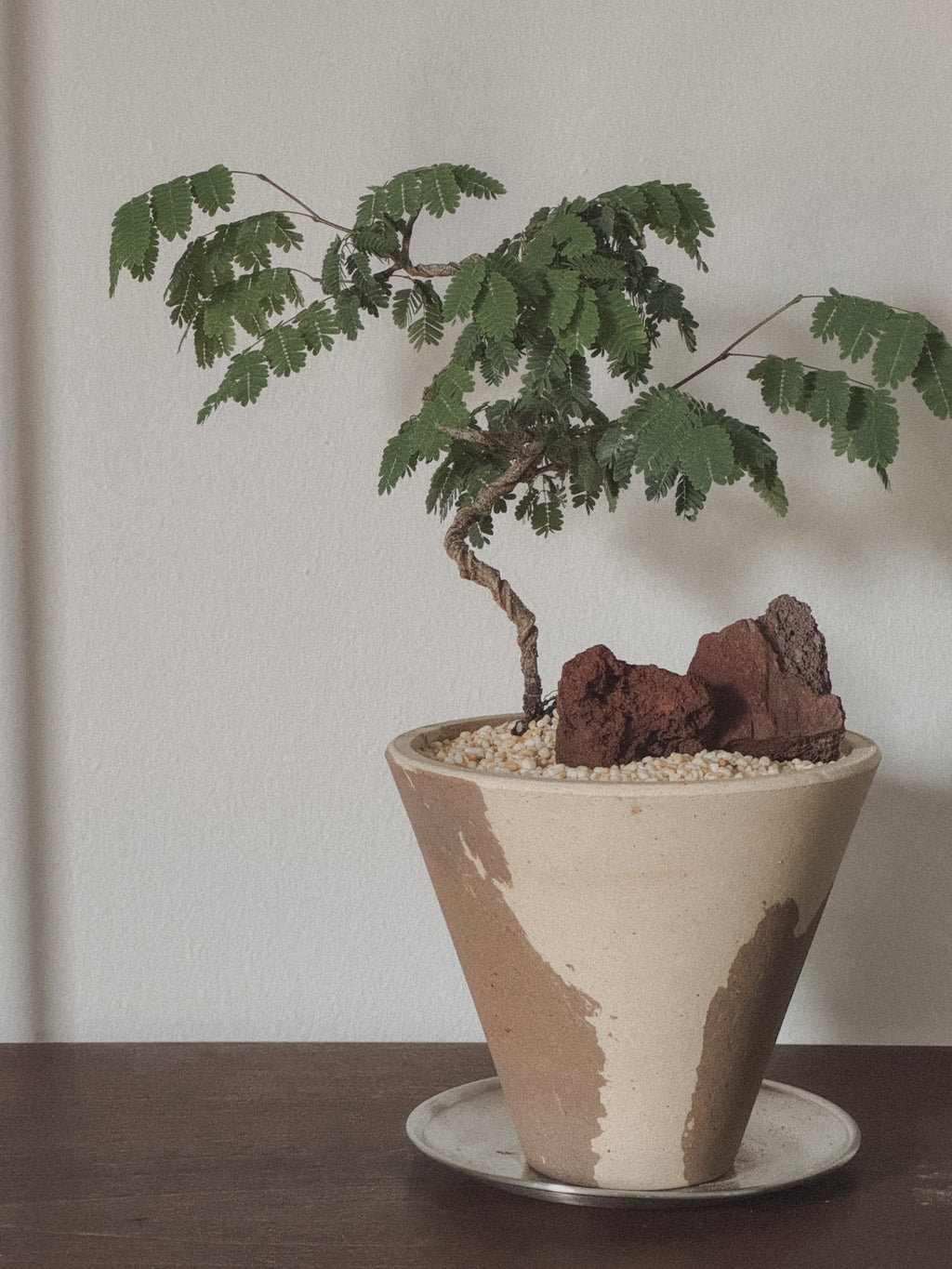 Divi Divi (Caesalpinia Coriaria)