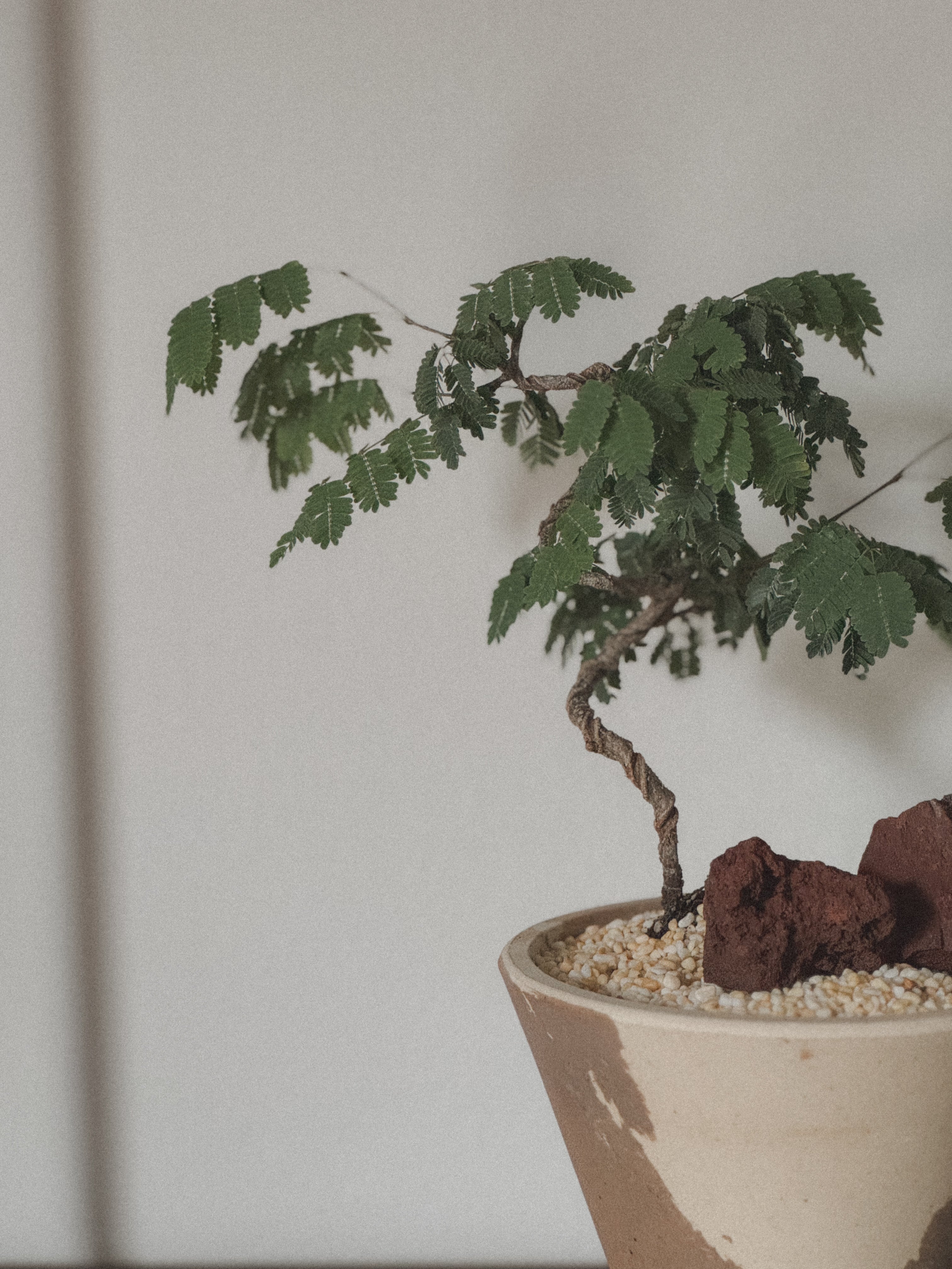 Divi Divi (Caesalpinia Coriaria)